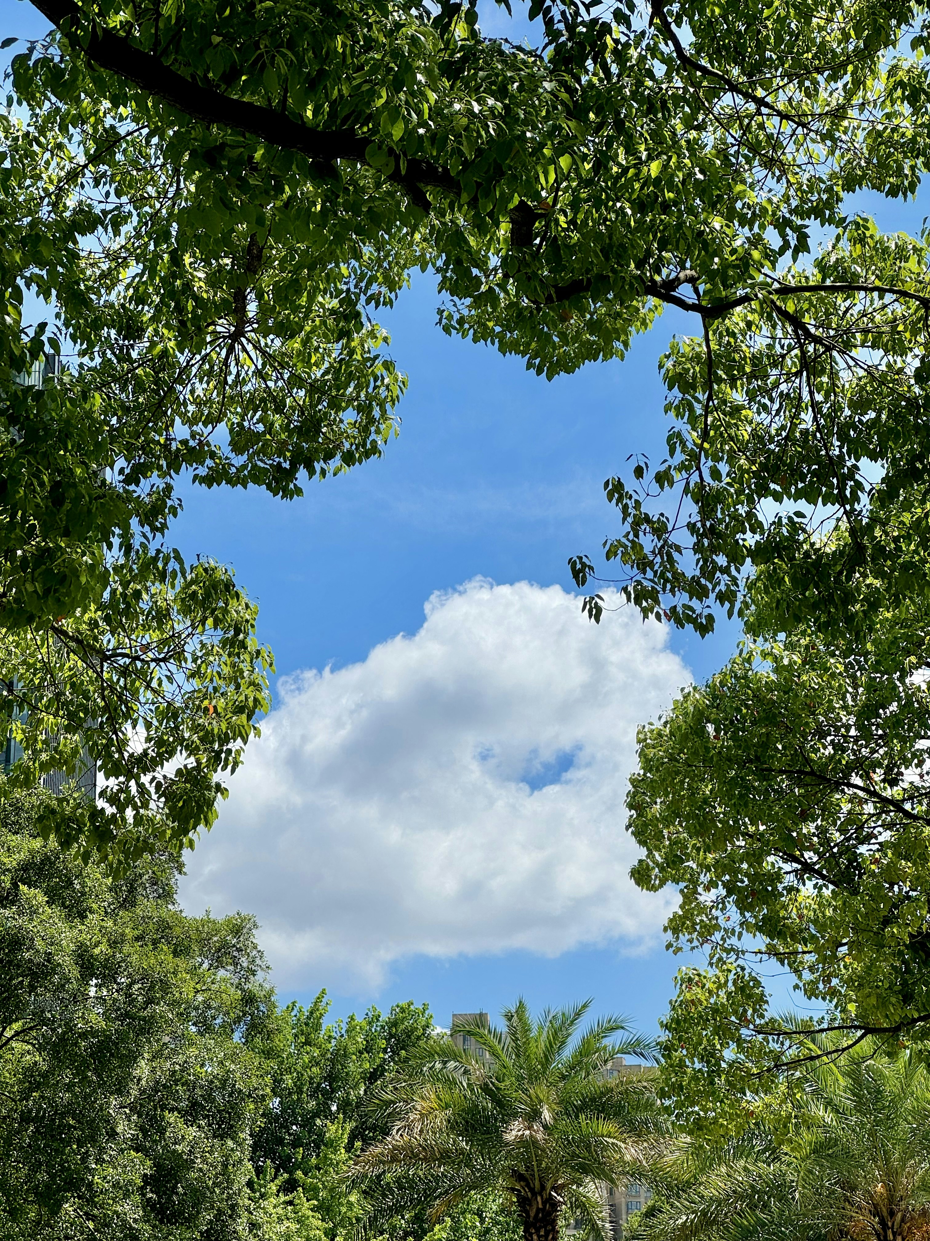 A group of people riding horses through a lush green forest