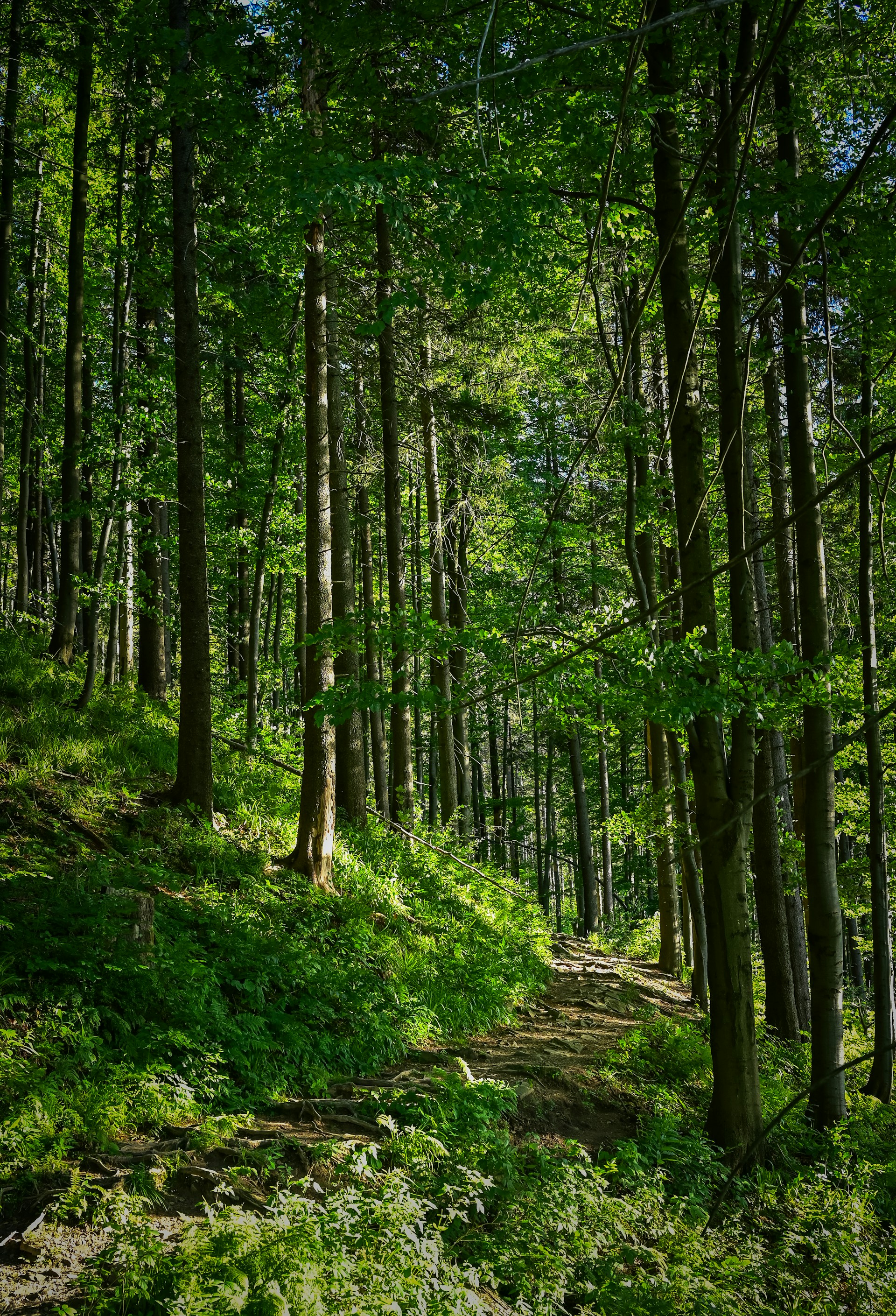 A path in the middle of a forest with lots of trees