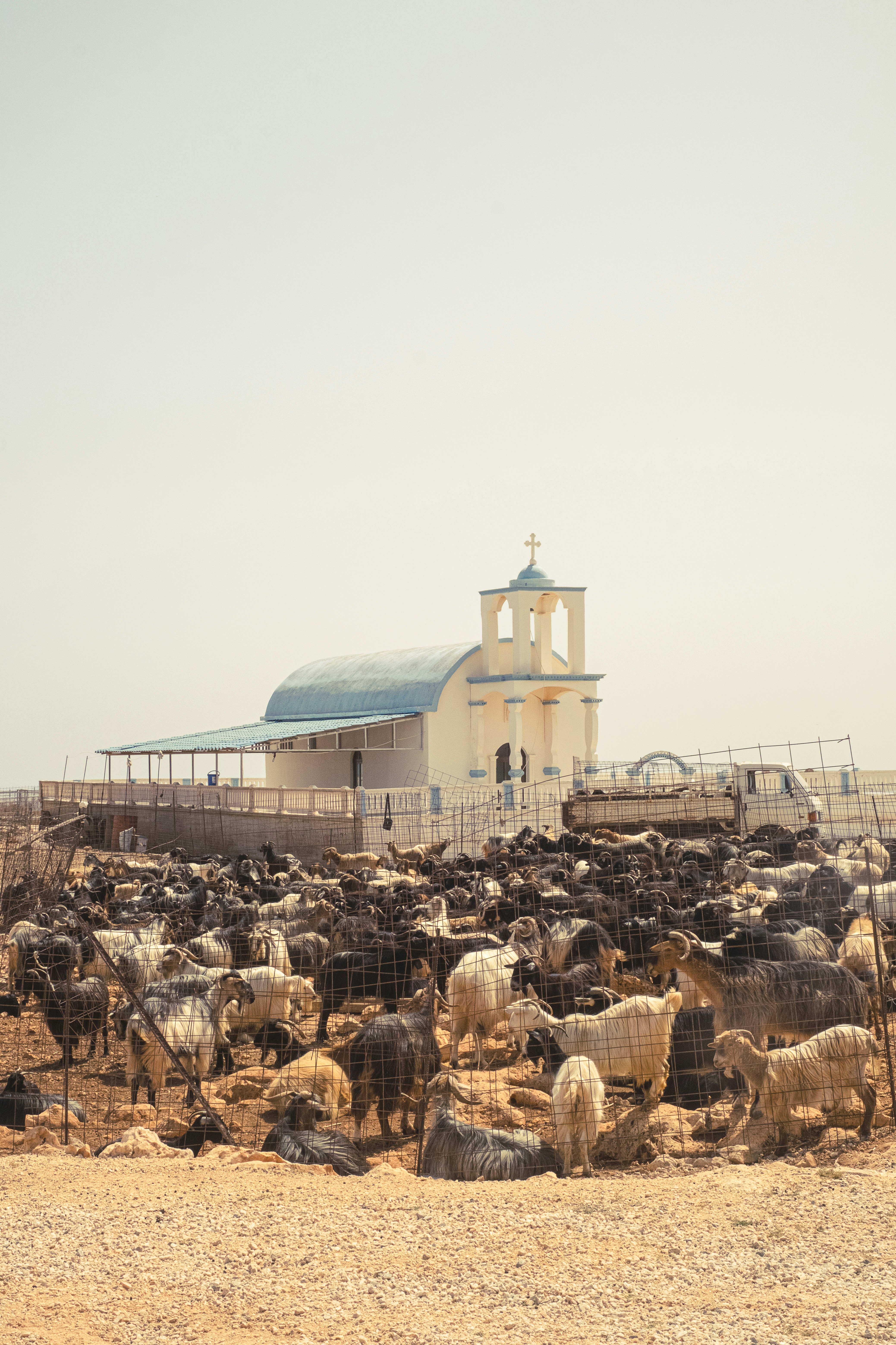 Un gran rebaño de ovejas frente a una iglesia