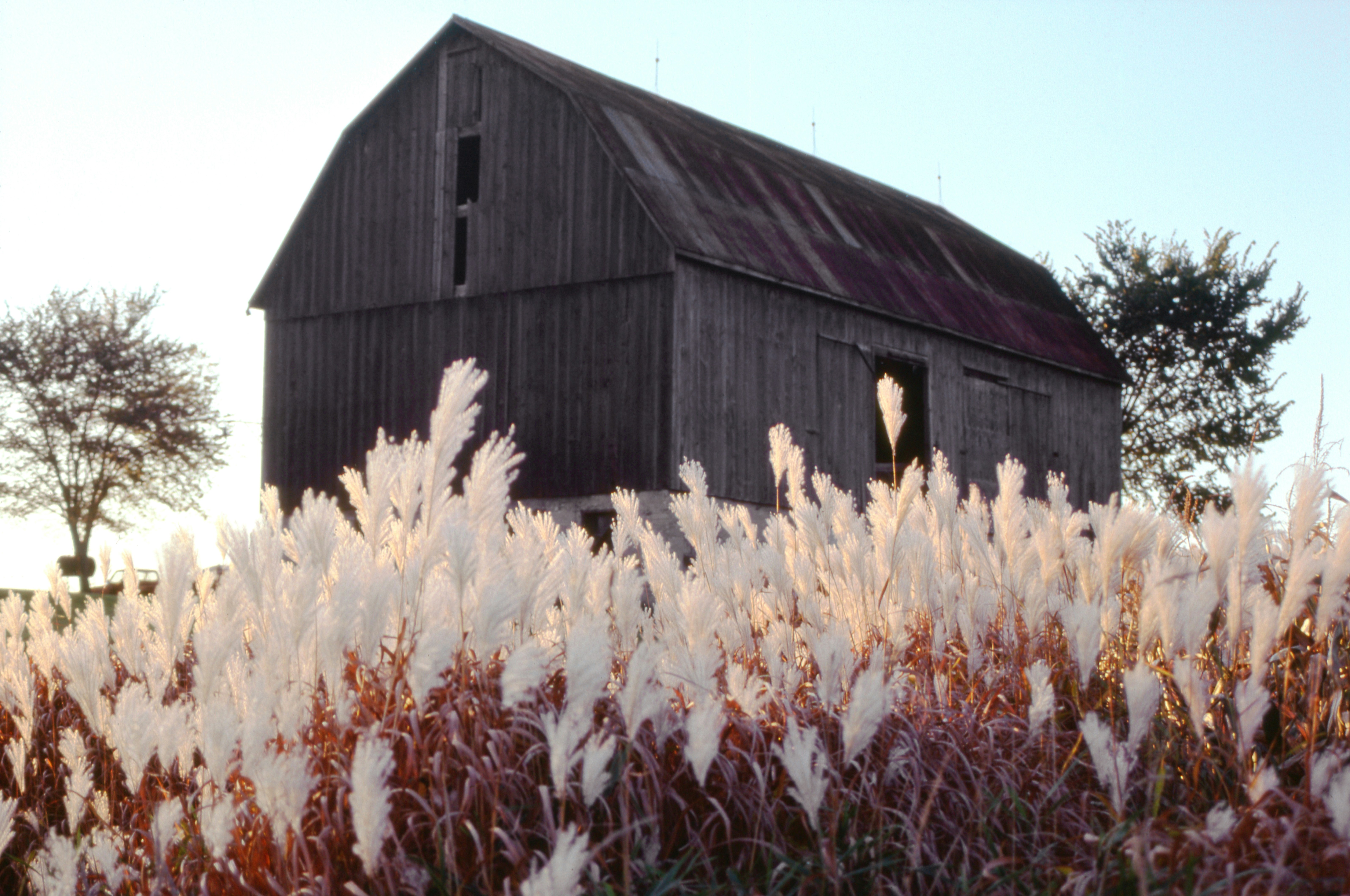 A barn in the middle of a field of tall grass
