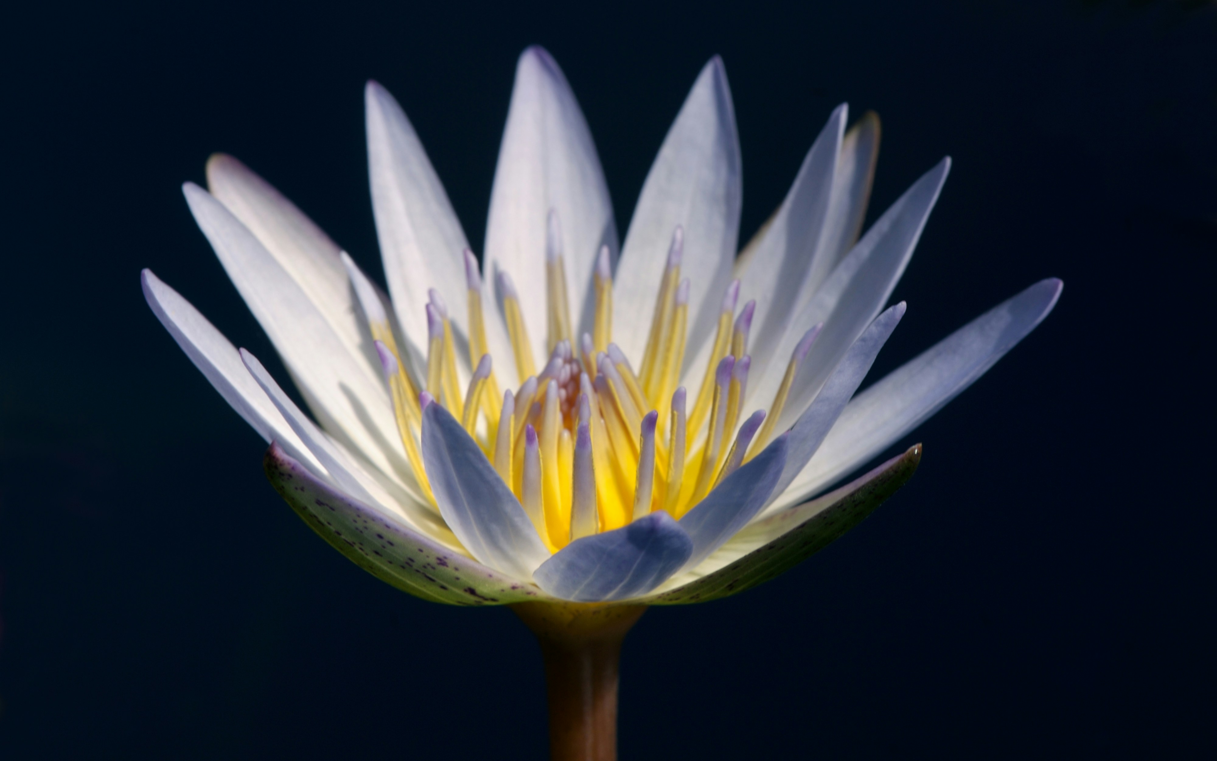 A close up of a white flower with a blue background