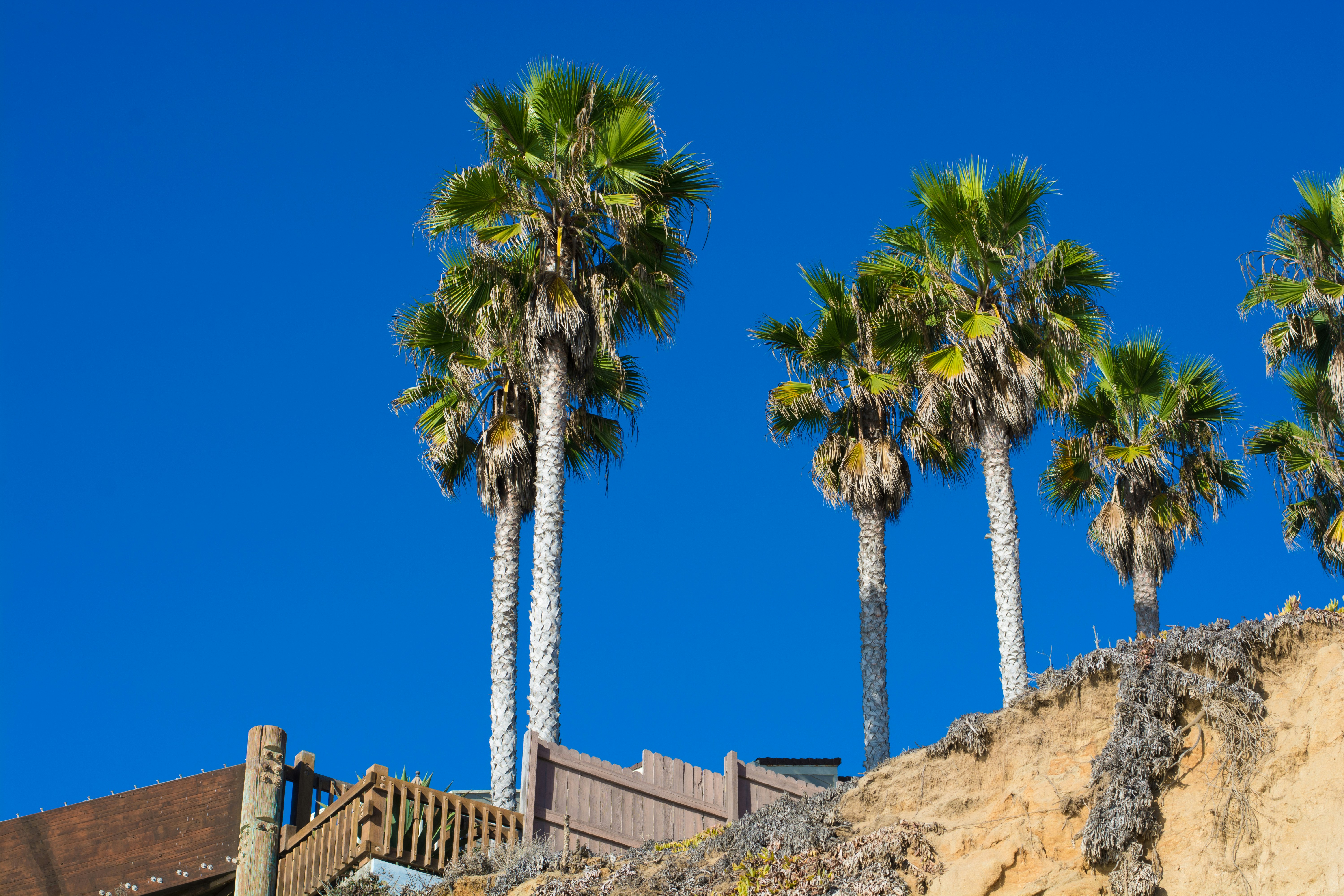 Eine Gruppe von Palmen, die auf einem Hügel sitzen