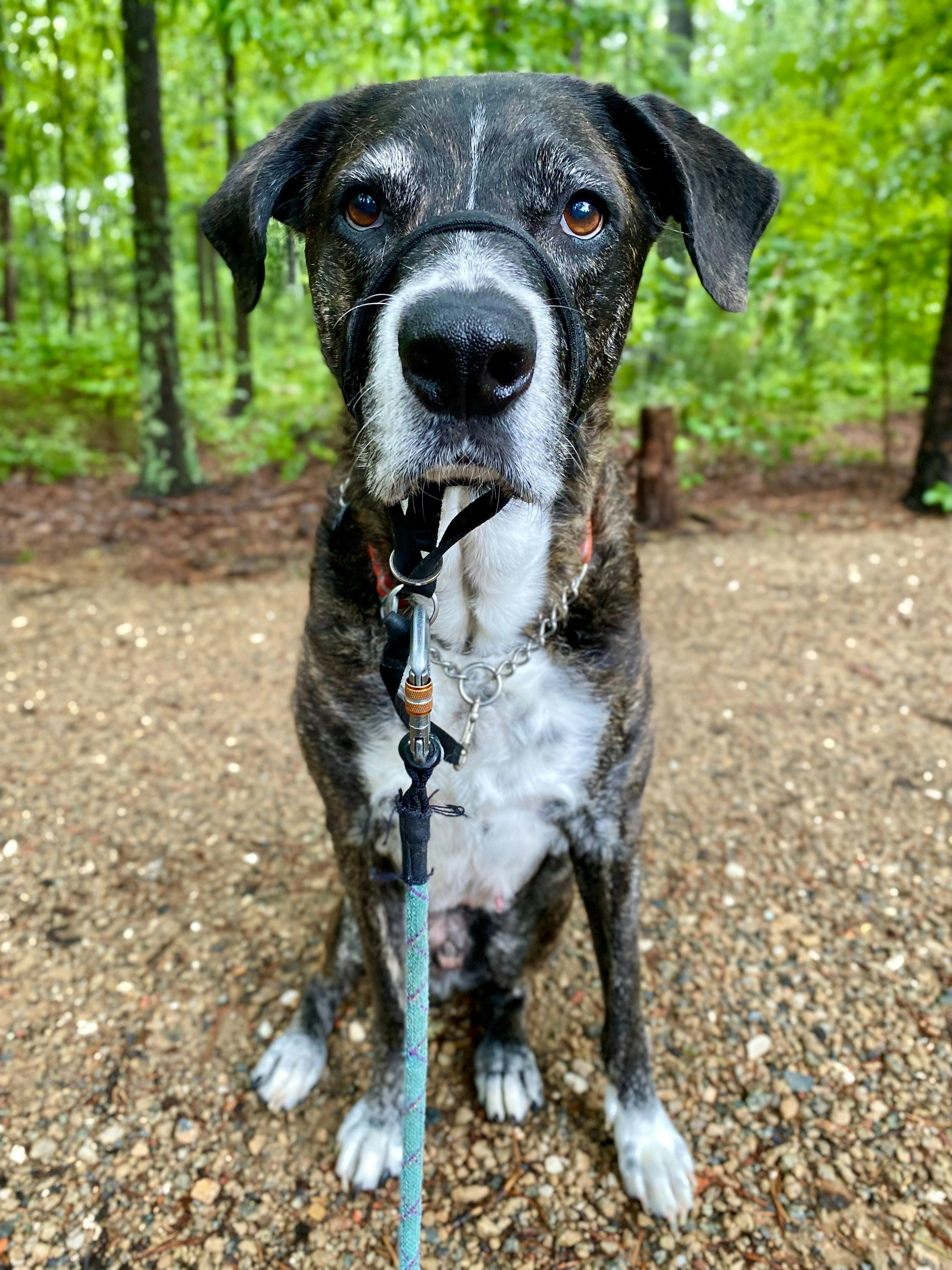 Um cão preto e branco que senta-se na floresta