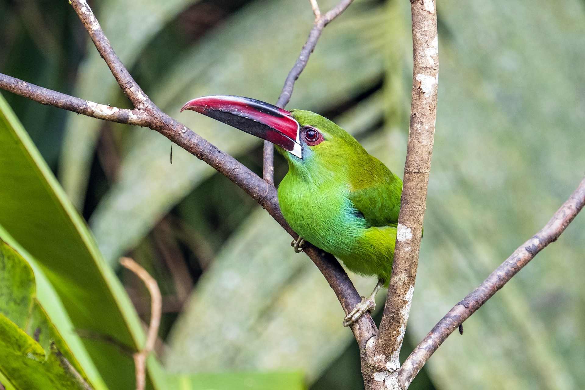 A green bird sitting on top of a tree branch