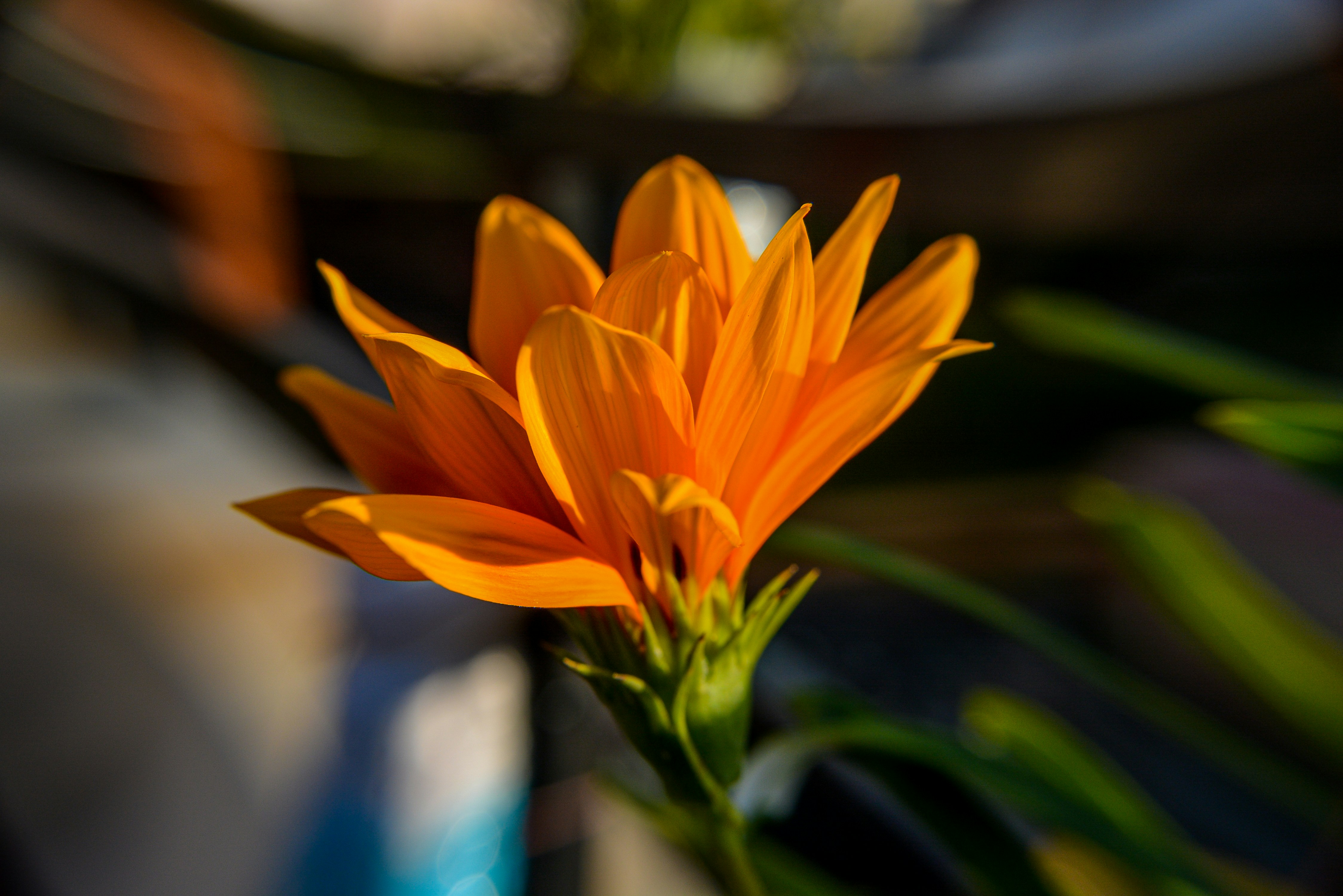 A close up of a flower in a vase