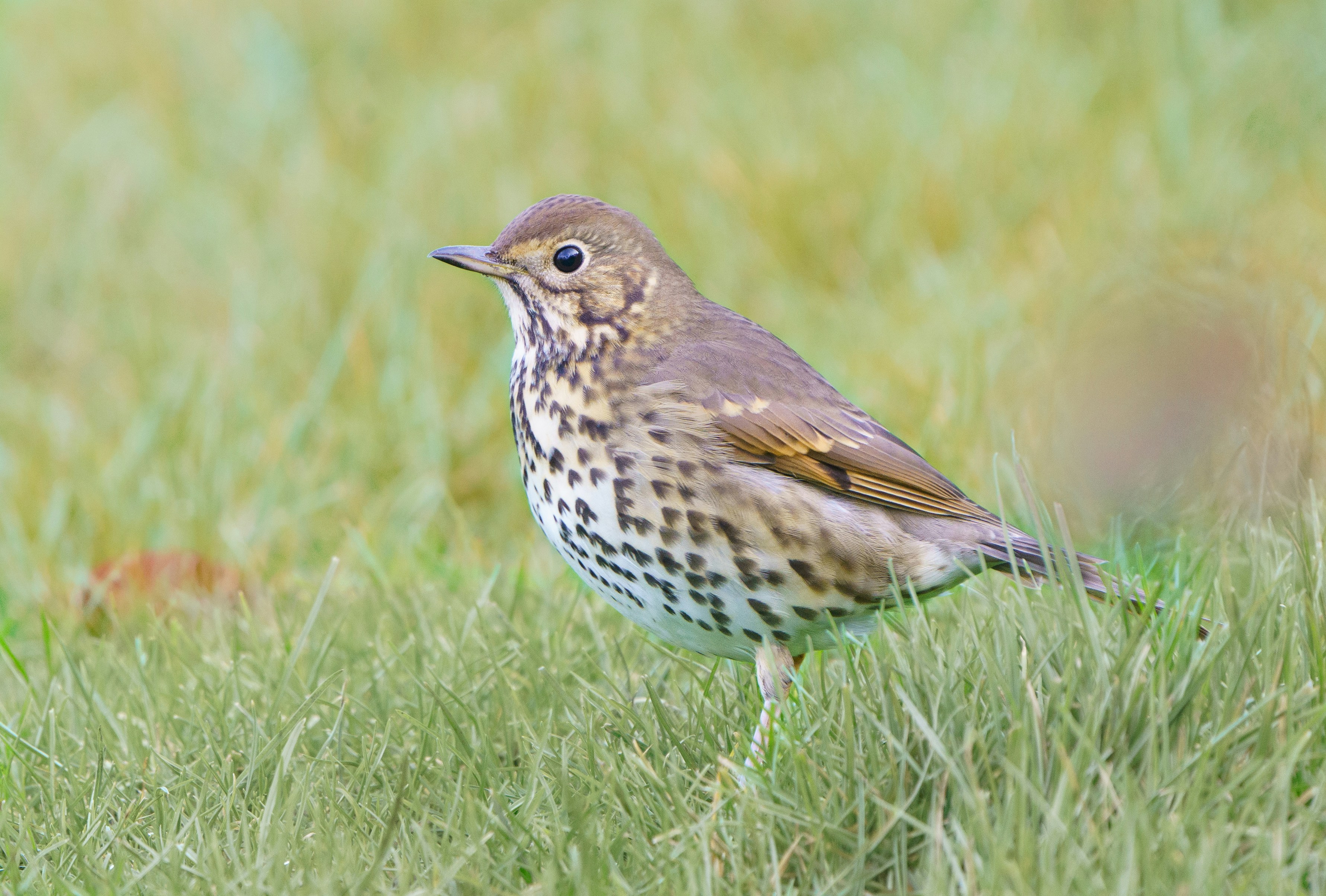 Photo by ameefairbankbrown