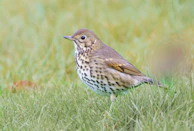 A small brown bird standing on top of a lush green field