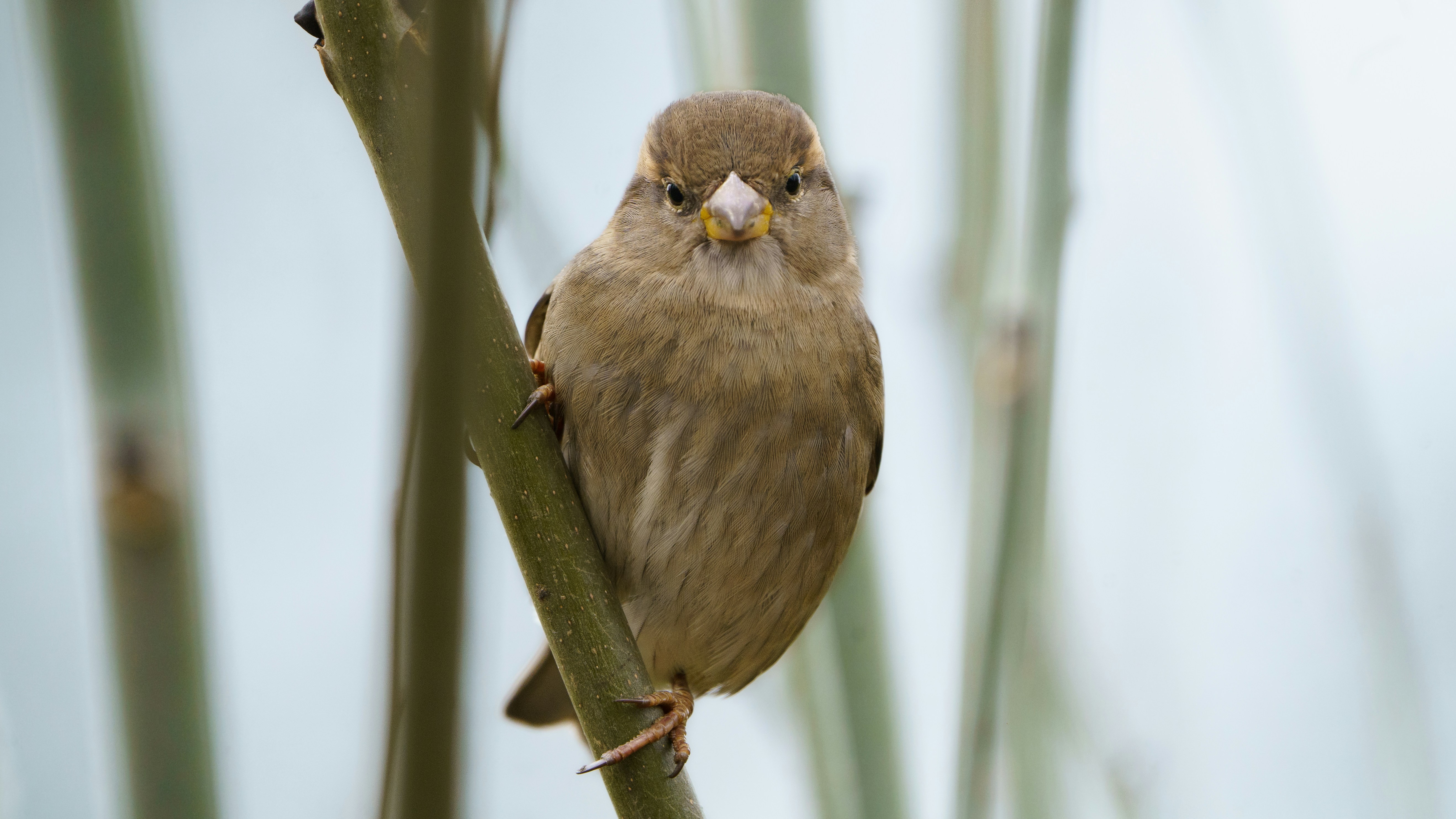 A small bird perched on top of a tree branch
