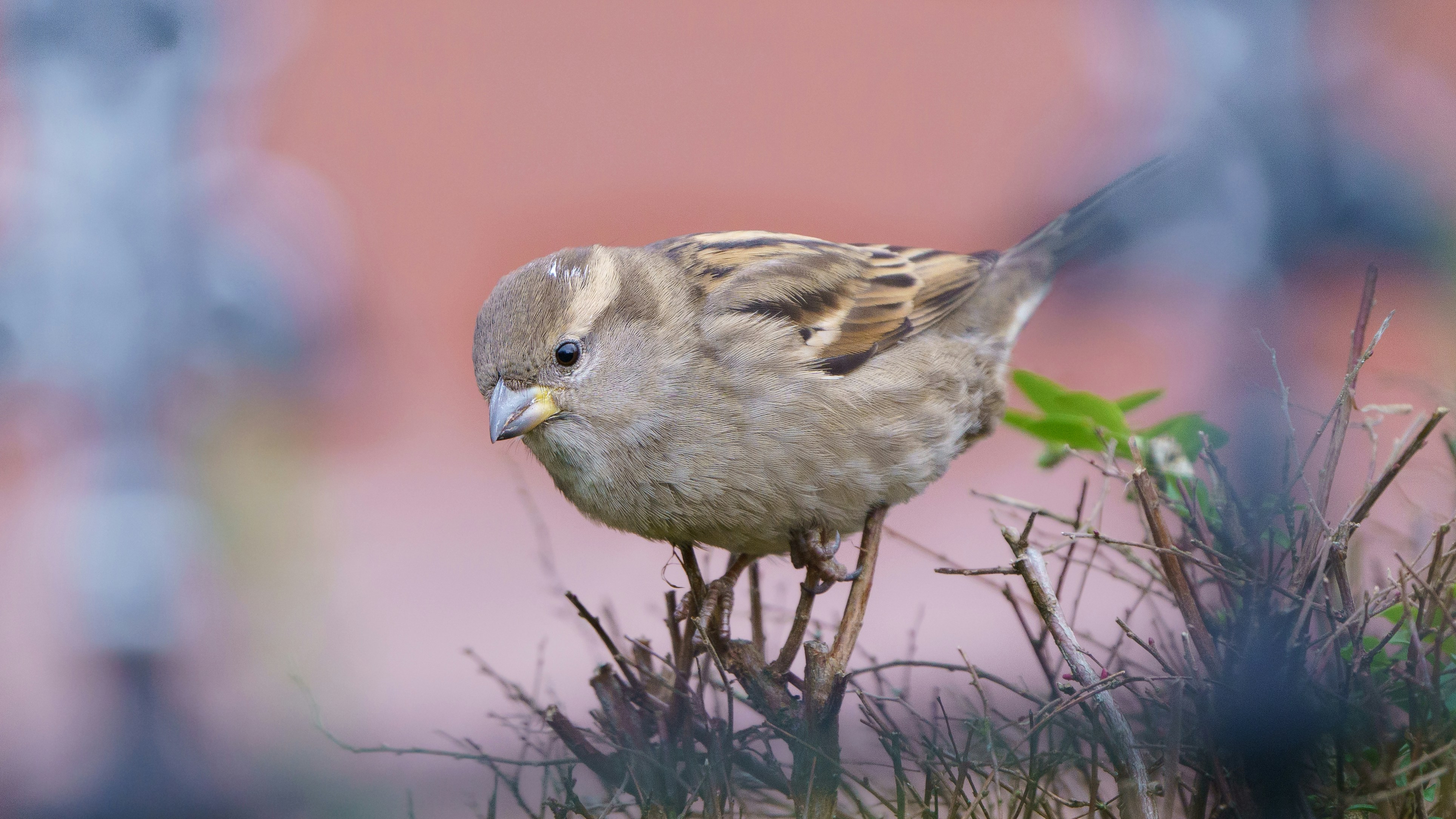A small bird standing on top of a grass covered field