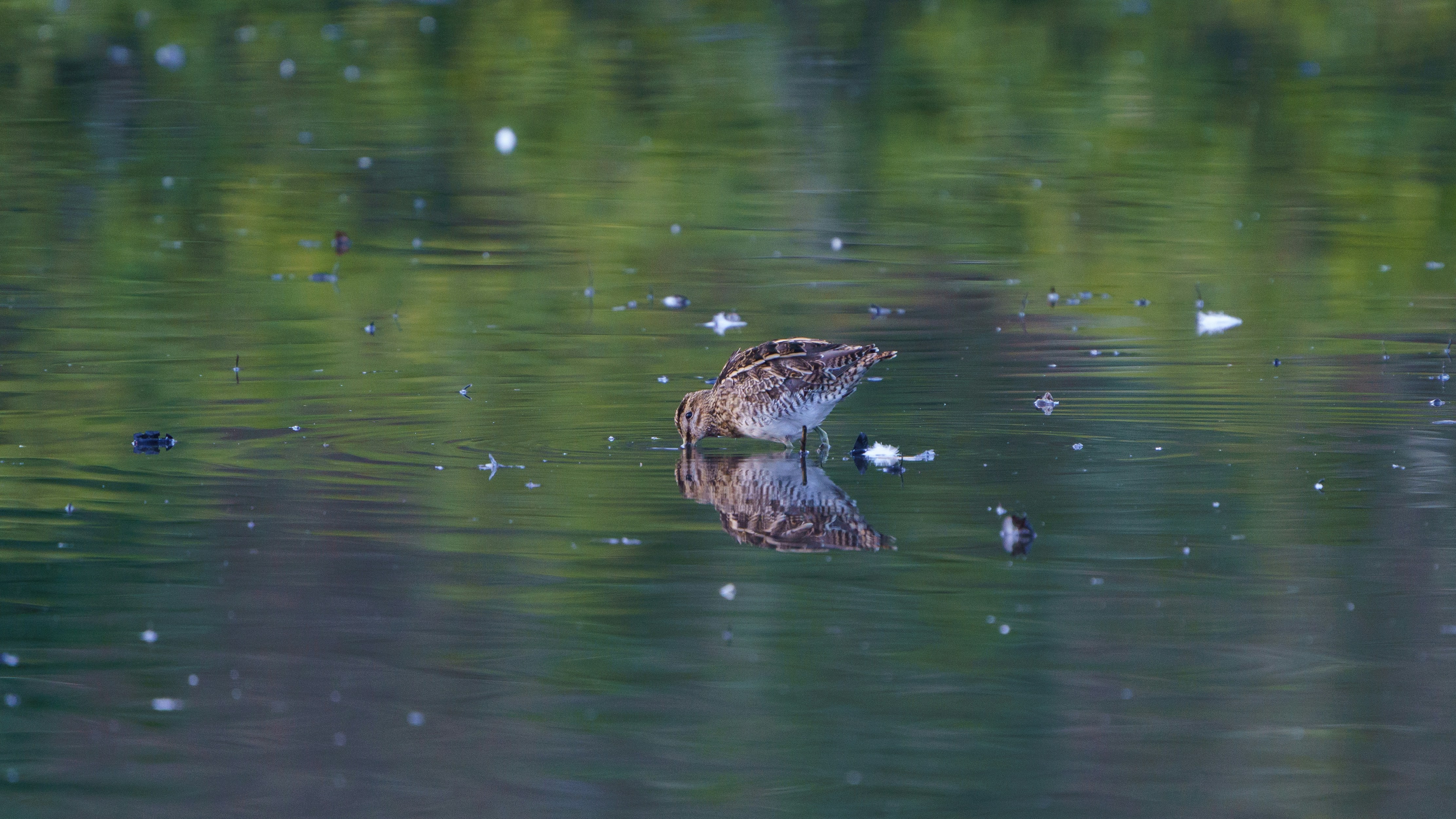 A frog is swimming in the water