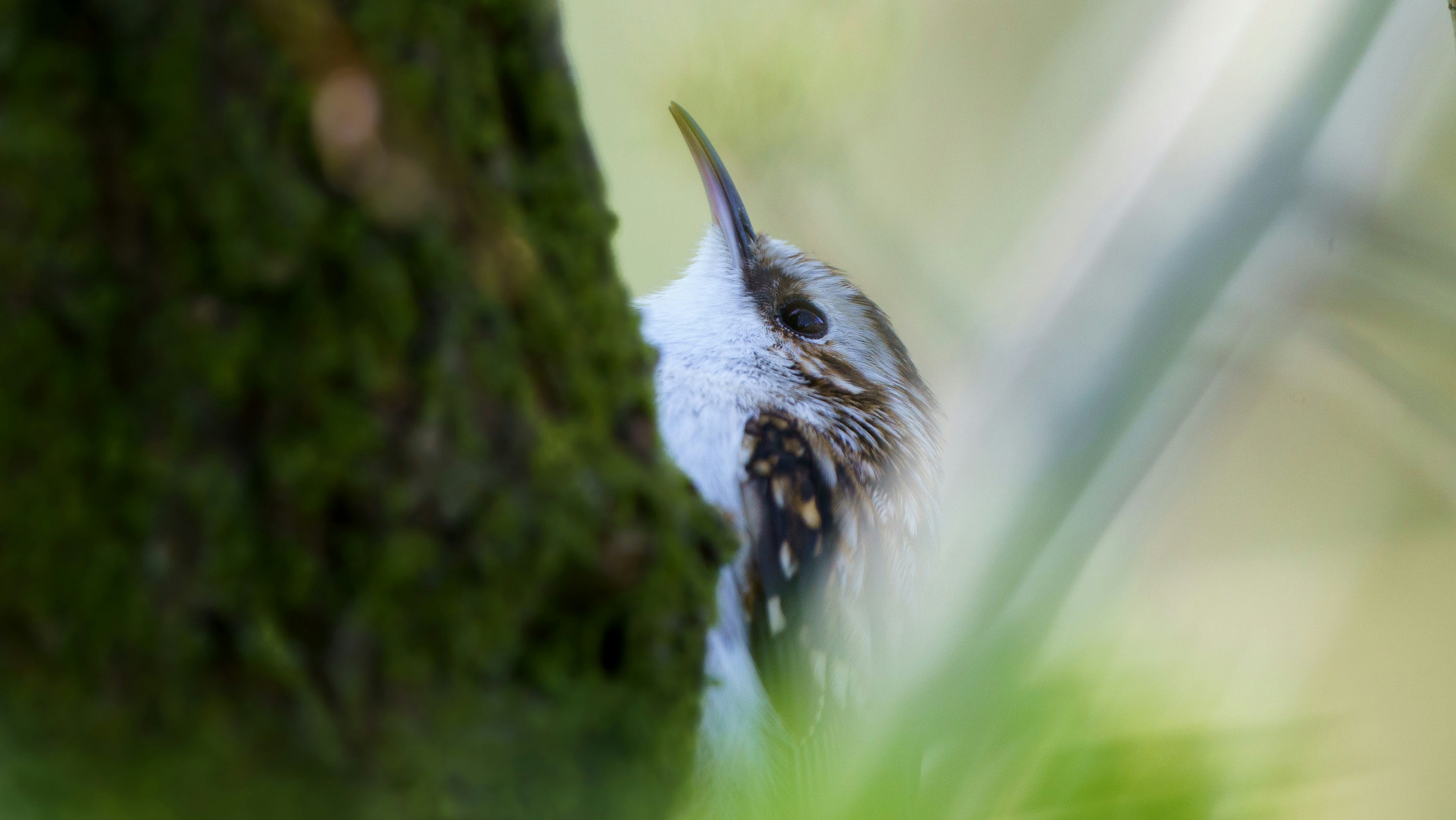 A close up of a bird in a tree