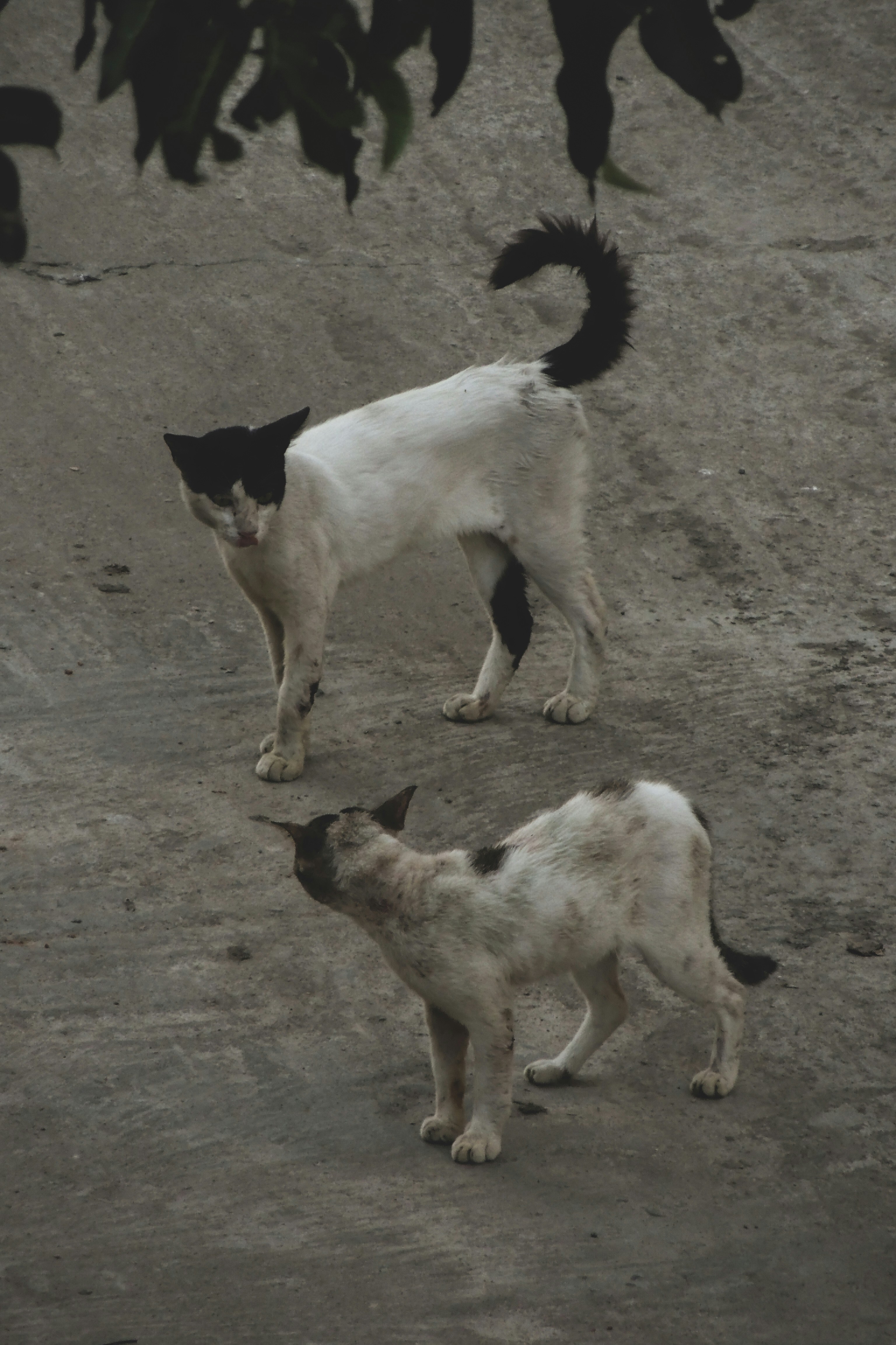 Two black and white cats with unkept coats squaring up for a fight