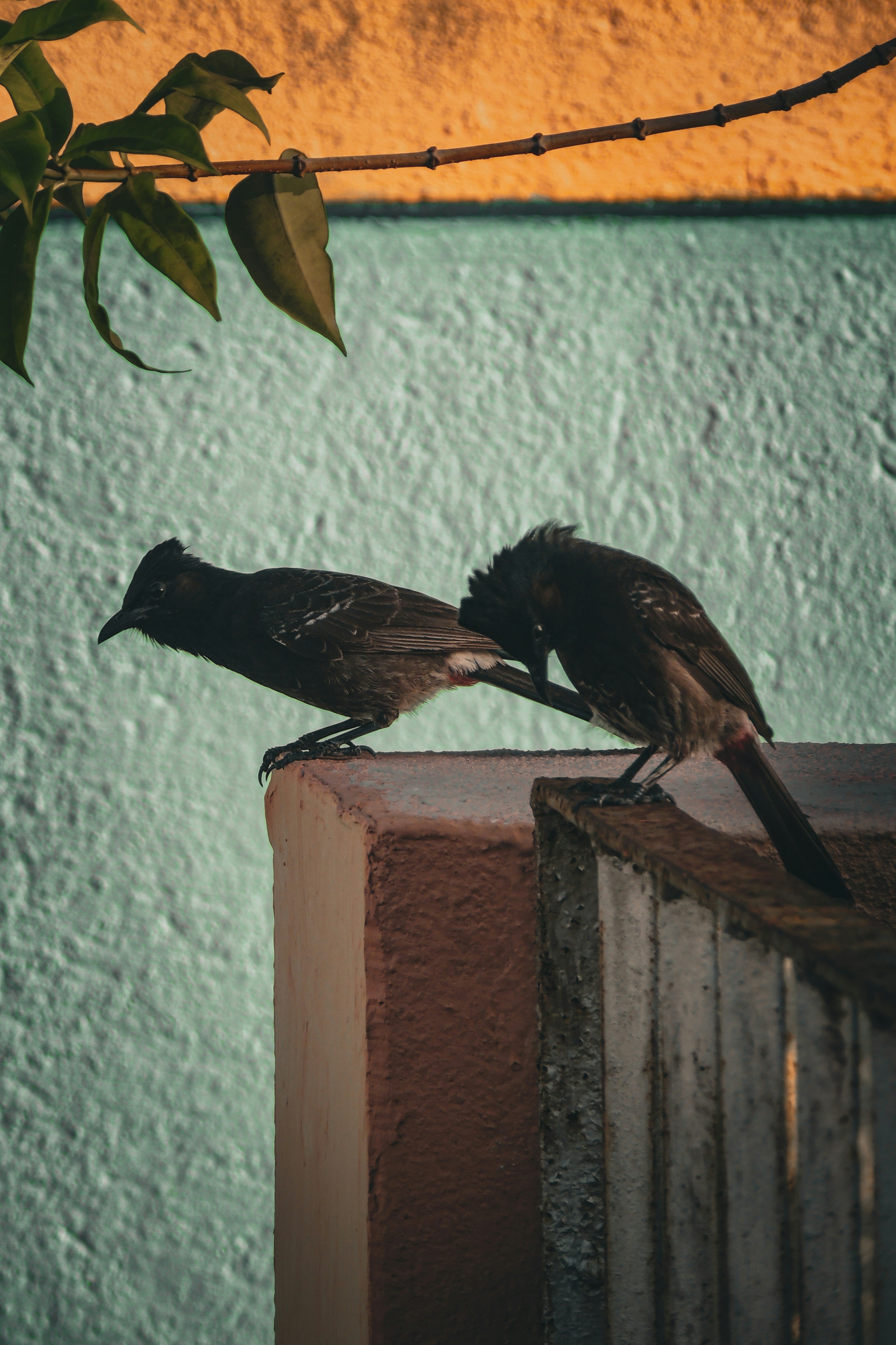 Photo by monoswita29