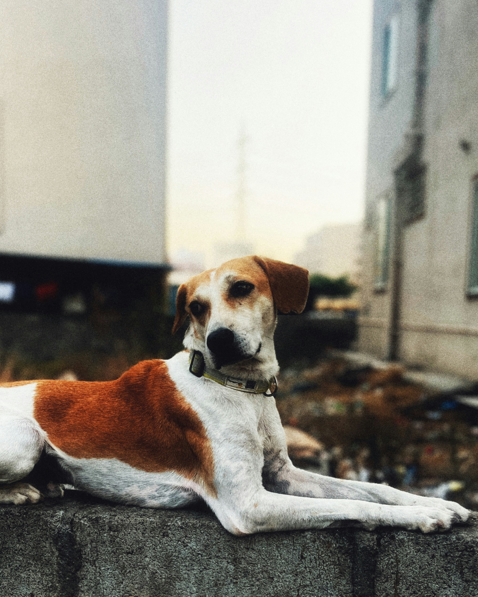 A brown and white dog laying on top of a cement wall