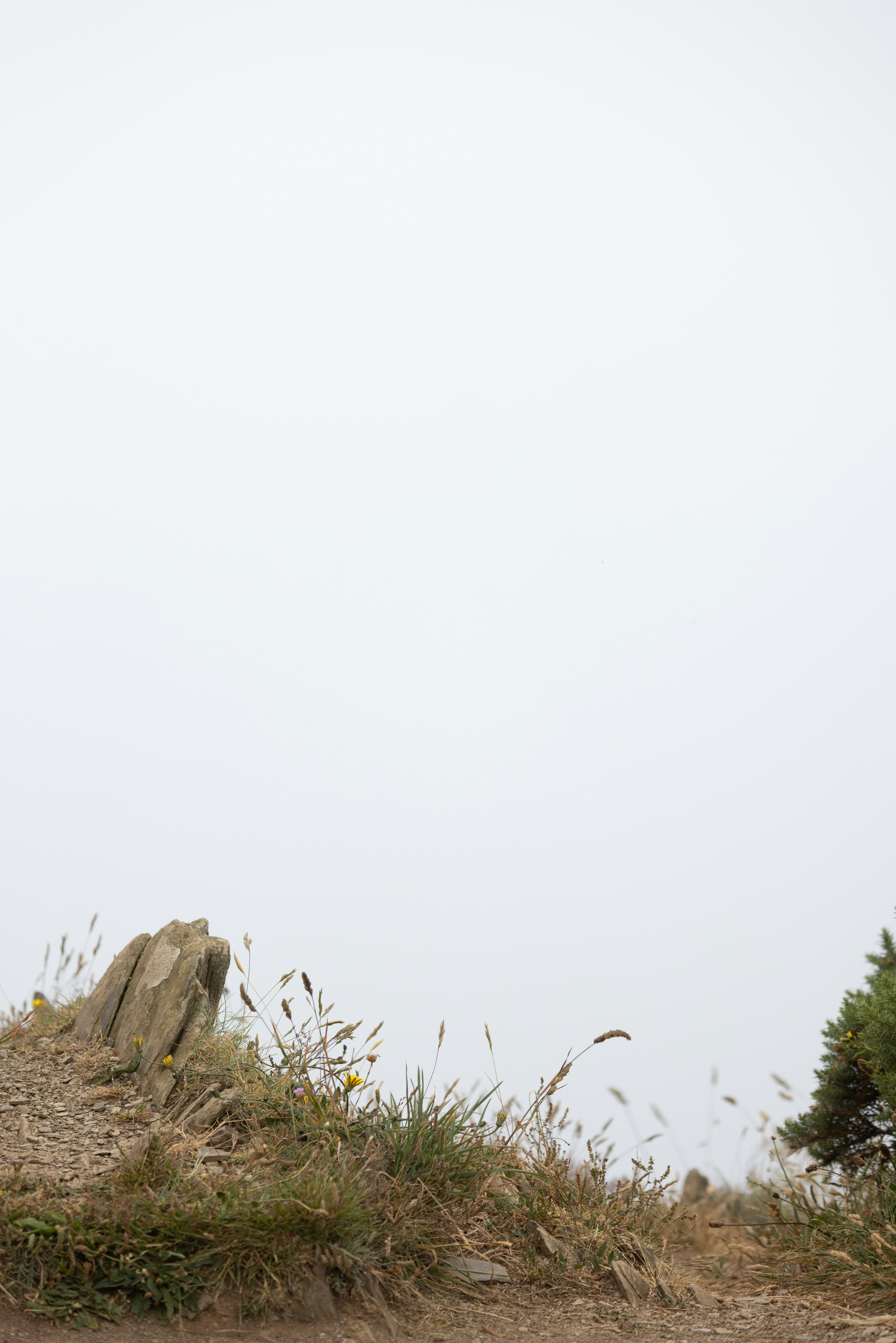 Una giraffa in piedi in cima a una collina coperta d'erba