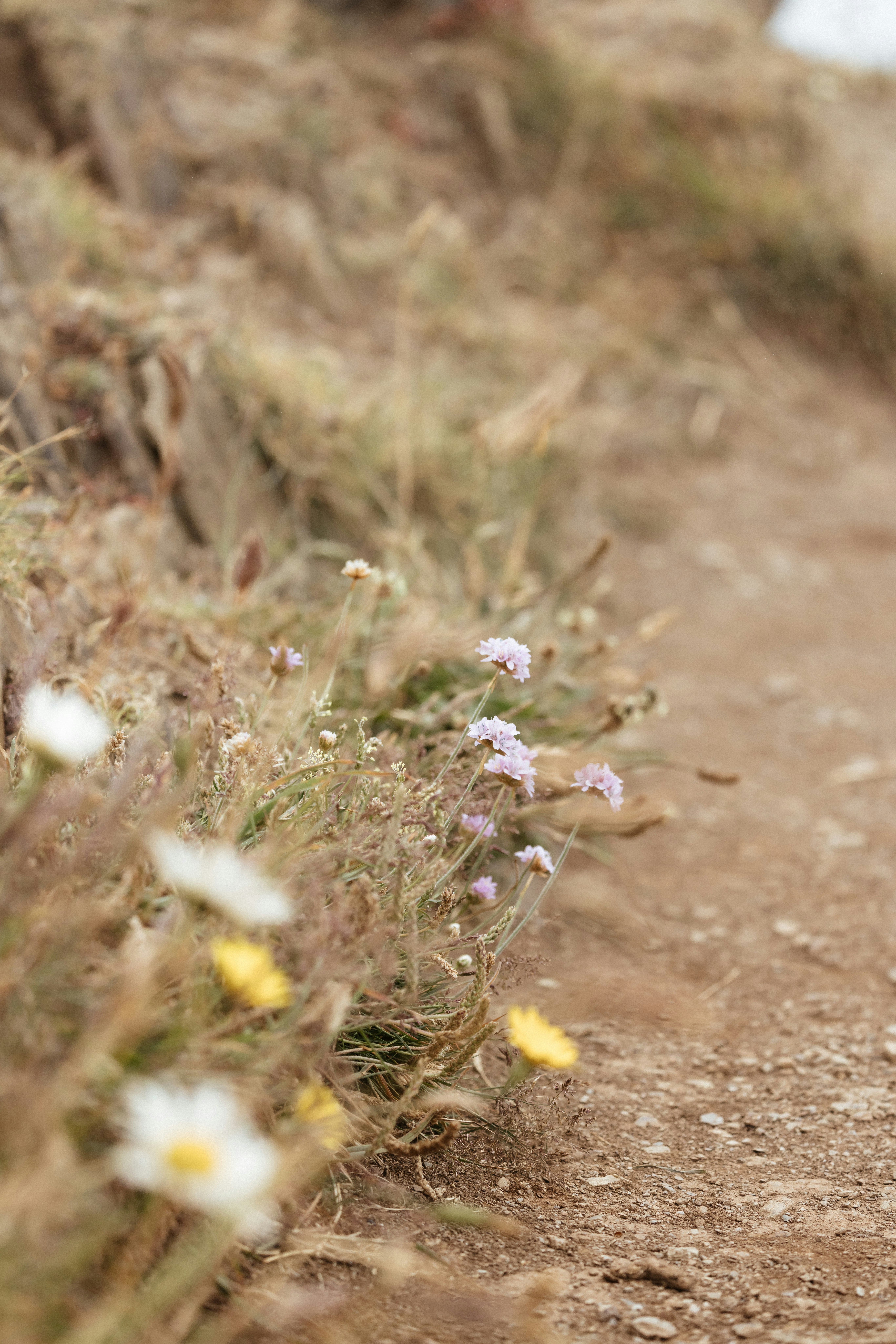 Ein Hund, der neben Blumen einen Feldweg entlangläuft