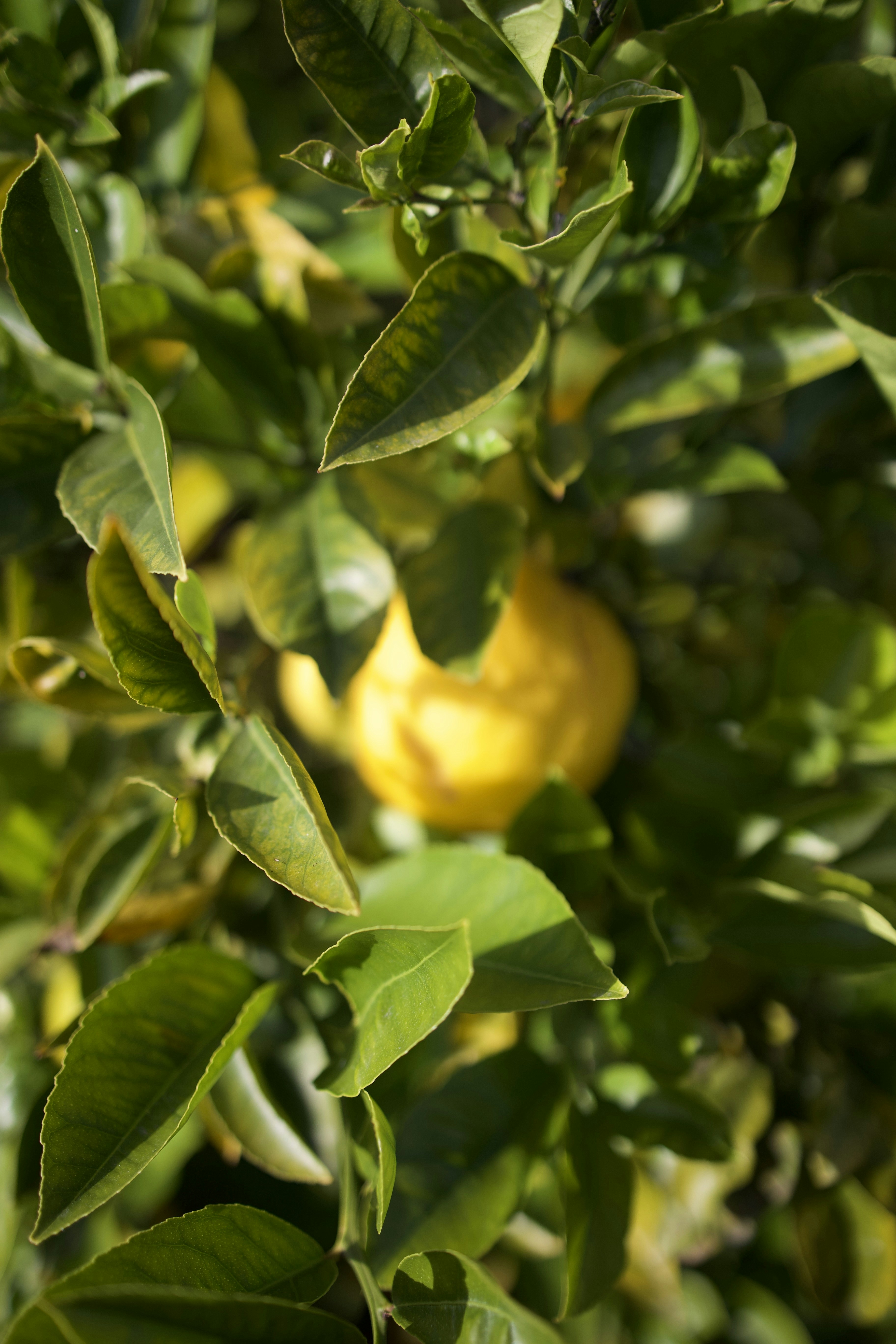 A tree filled with lots of green leaves