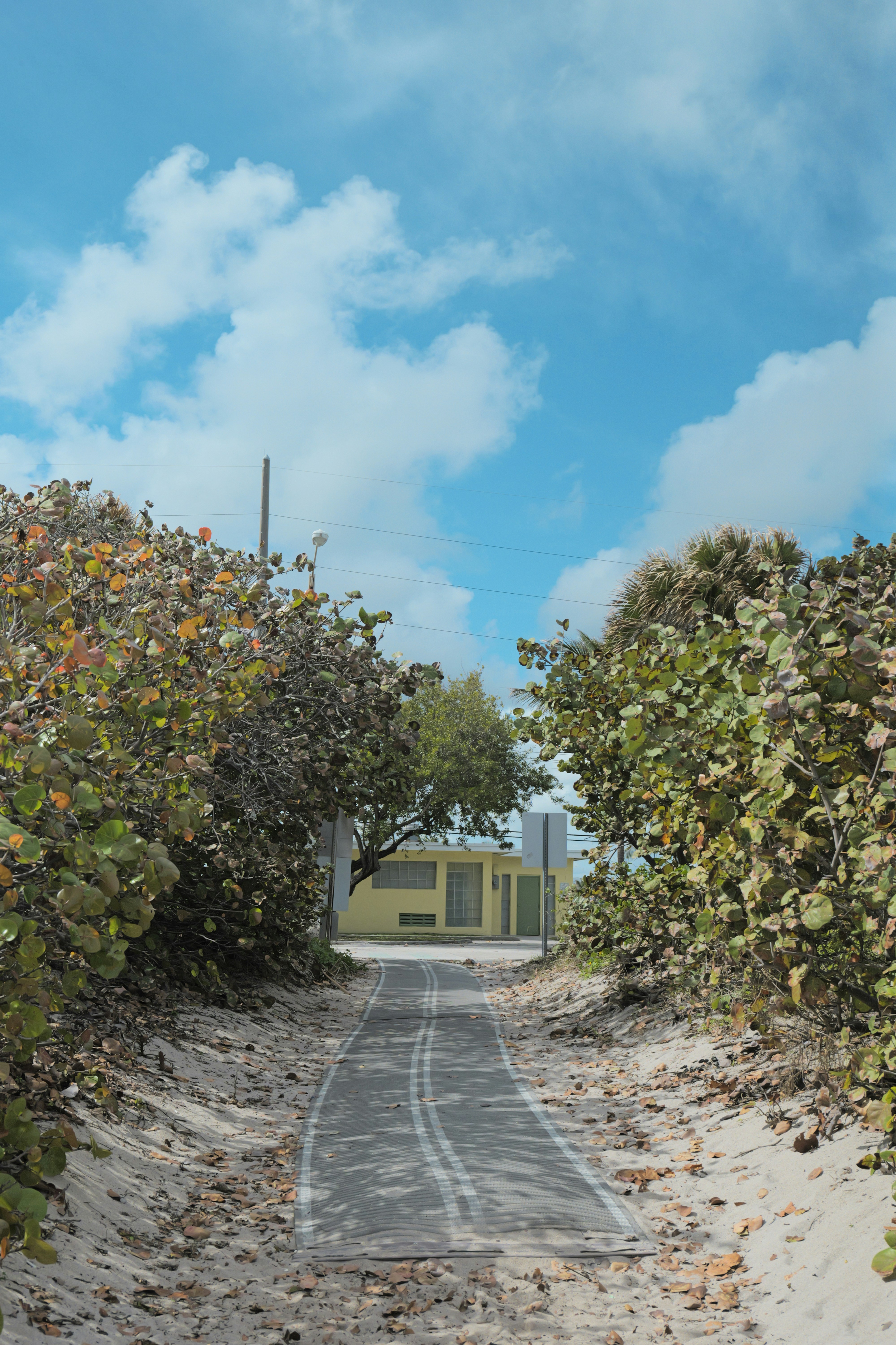 A dirt road surrounded by trees and bushes photo – Free City Image on ...