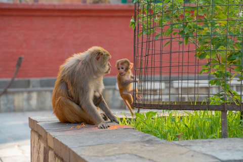 A couple of monkeys sitting on top of a brick wall