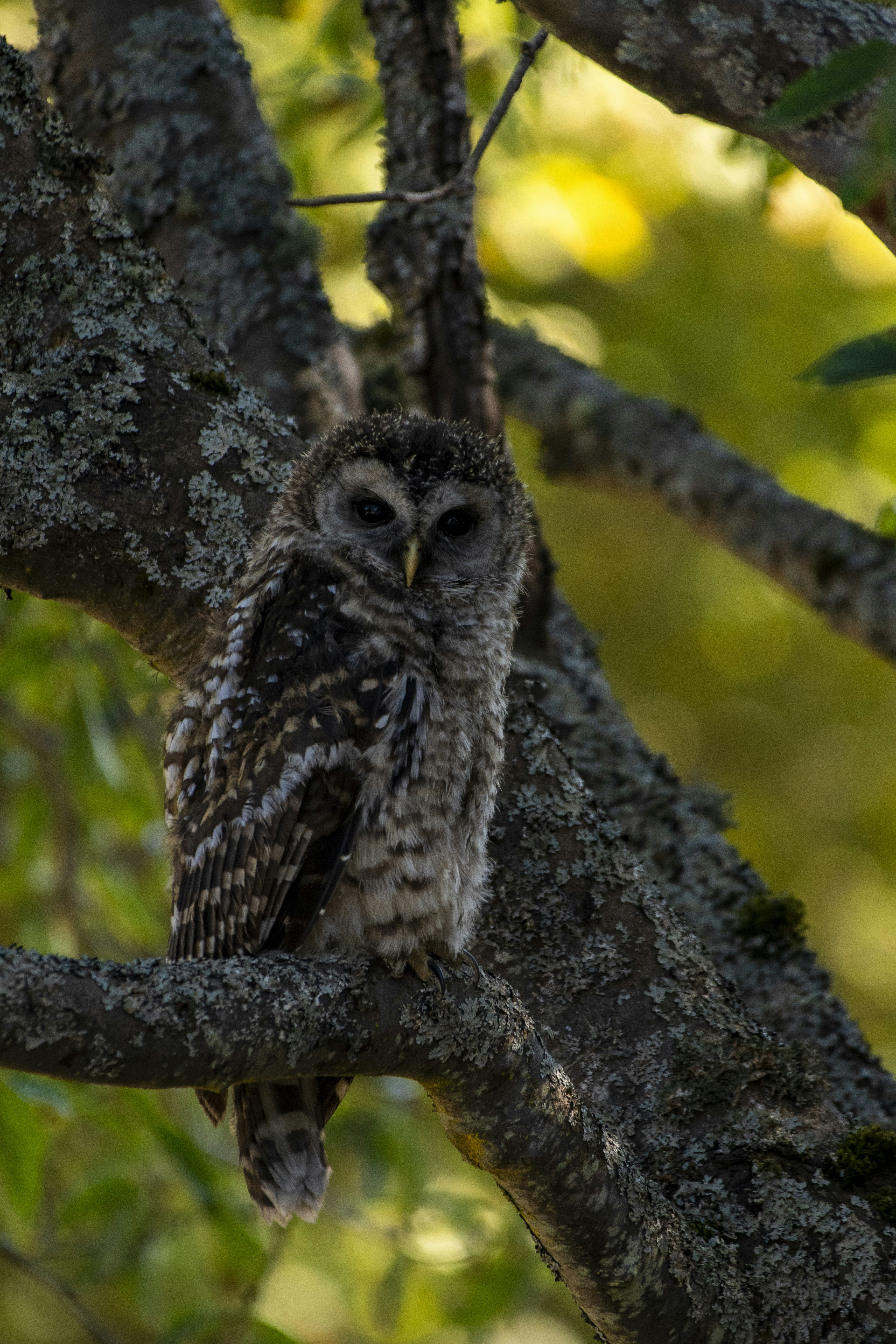 Un gufo è seduto su un ramo di un albero foto – Immagine gratis di Fauna  selvatica su Unsplash, image size:3000x4500