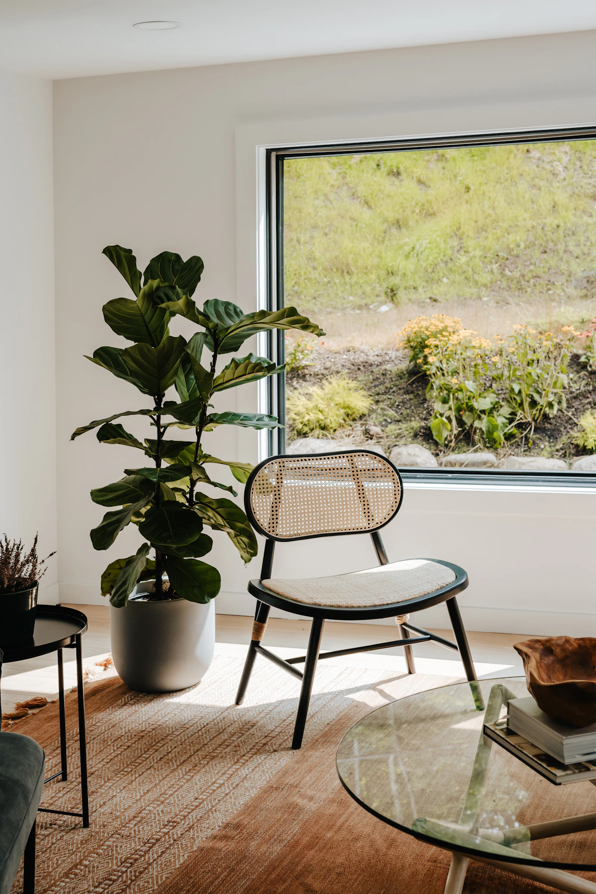 A mature fiddle leaf fig framed by a window in a furnished room — a settled, undisturbed position is what the species rewards most