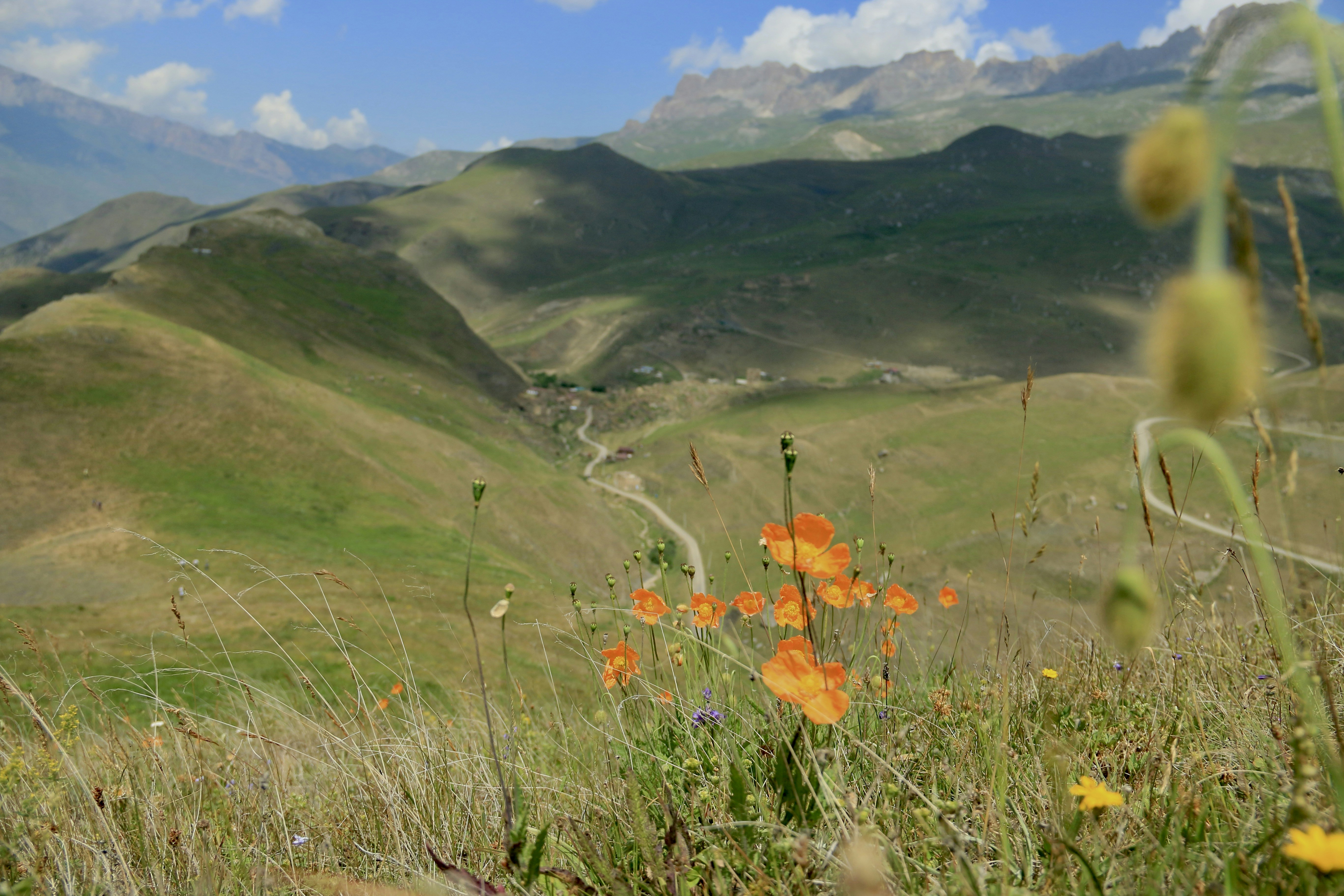 A view of a mountain range with wildflowers in the foreground