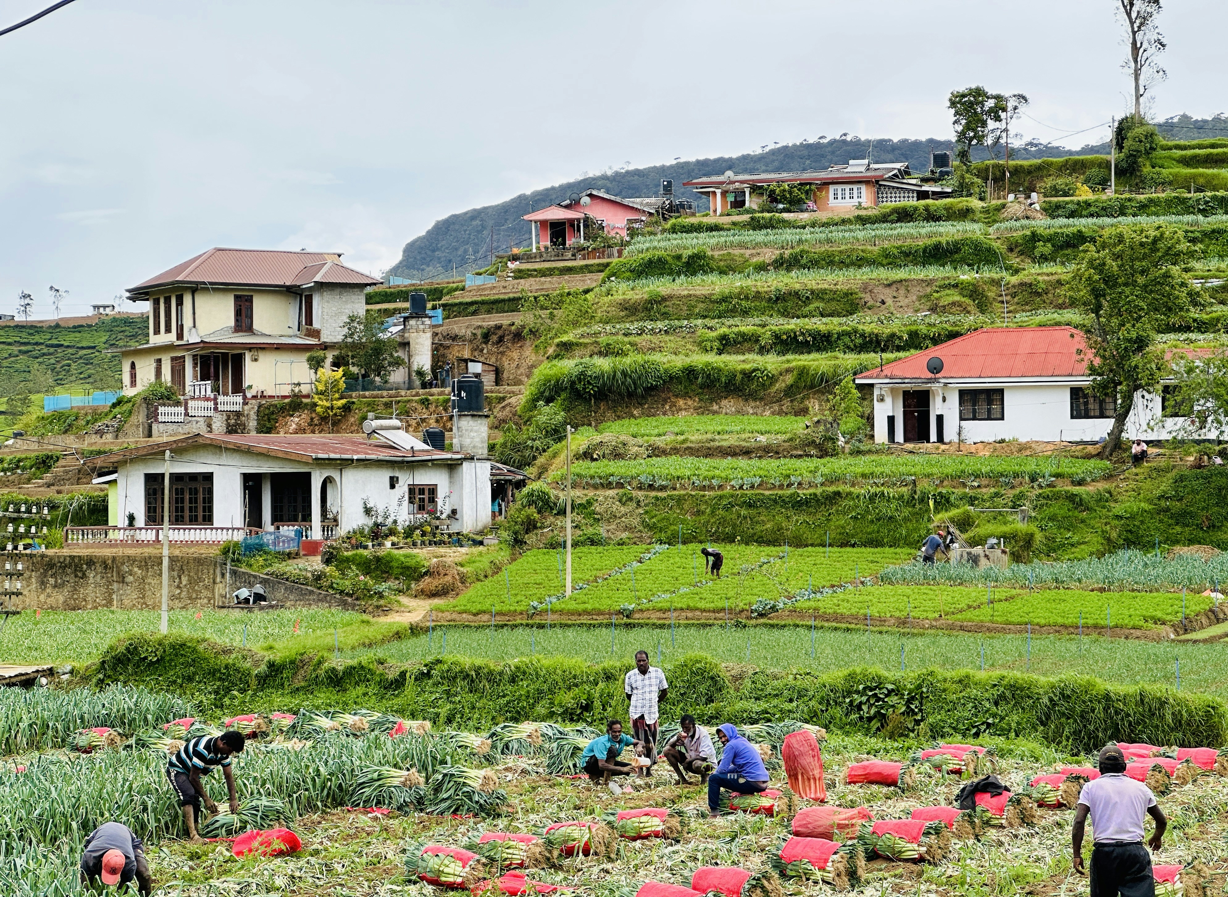 A group of people working in a field