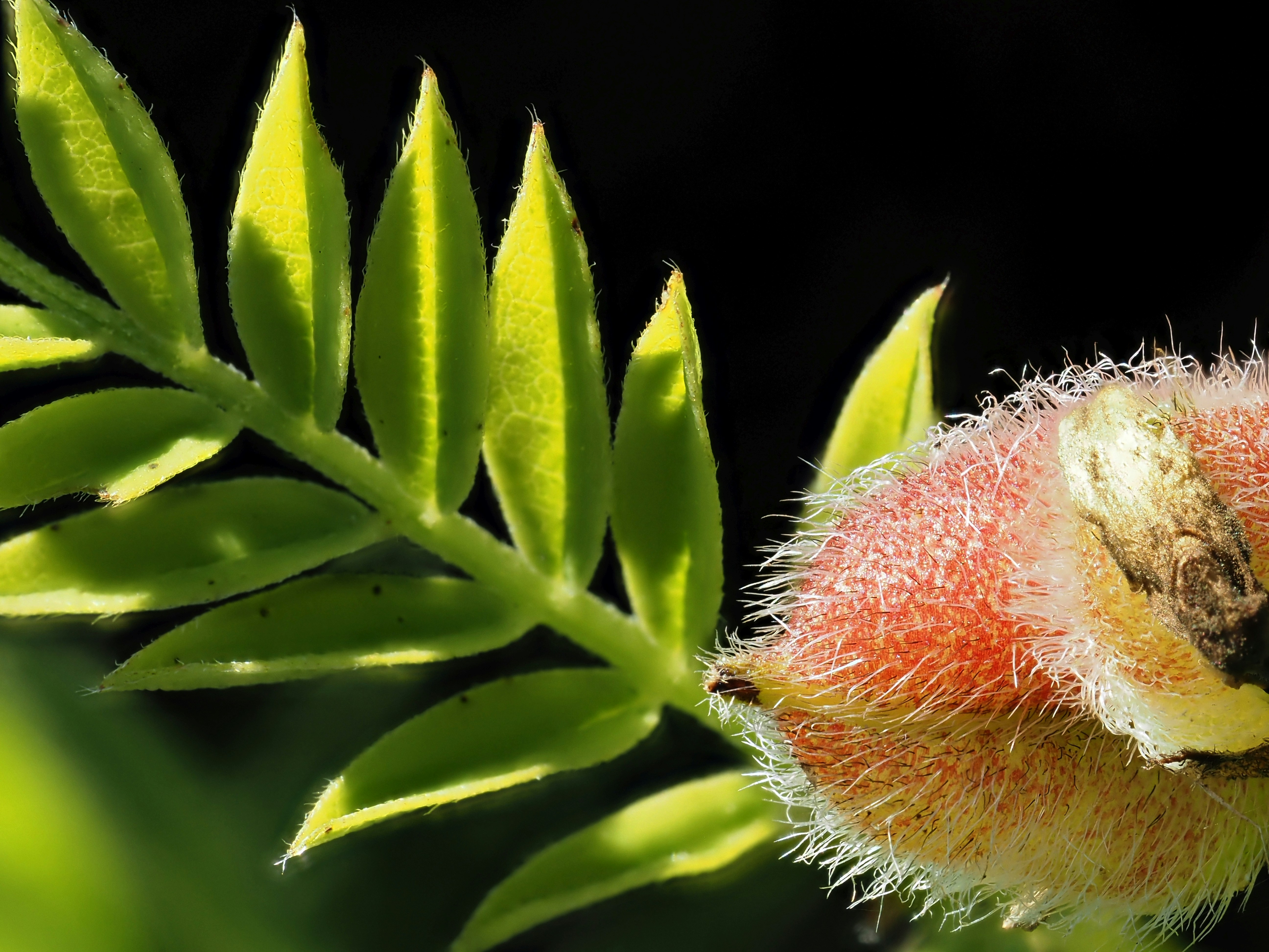 Astragalus for Immune Health: T-Cell Support or Just Hype?