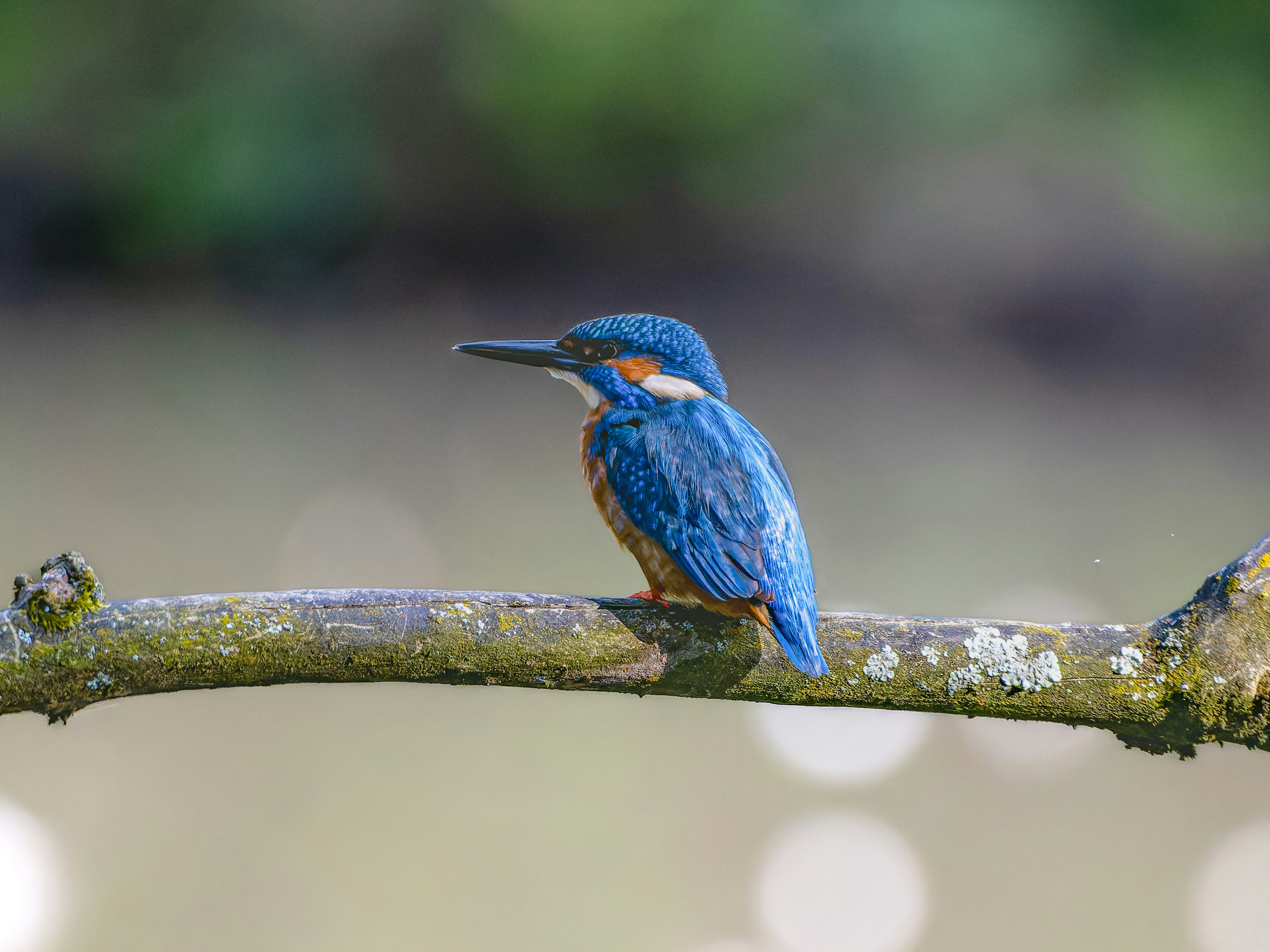 Photo by siegfriedpoepperl