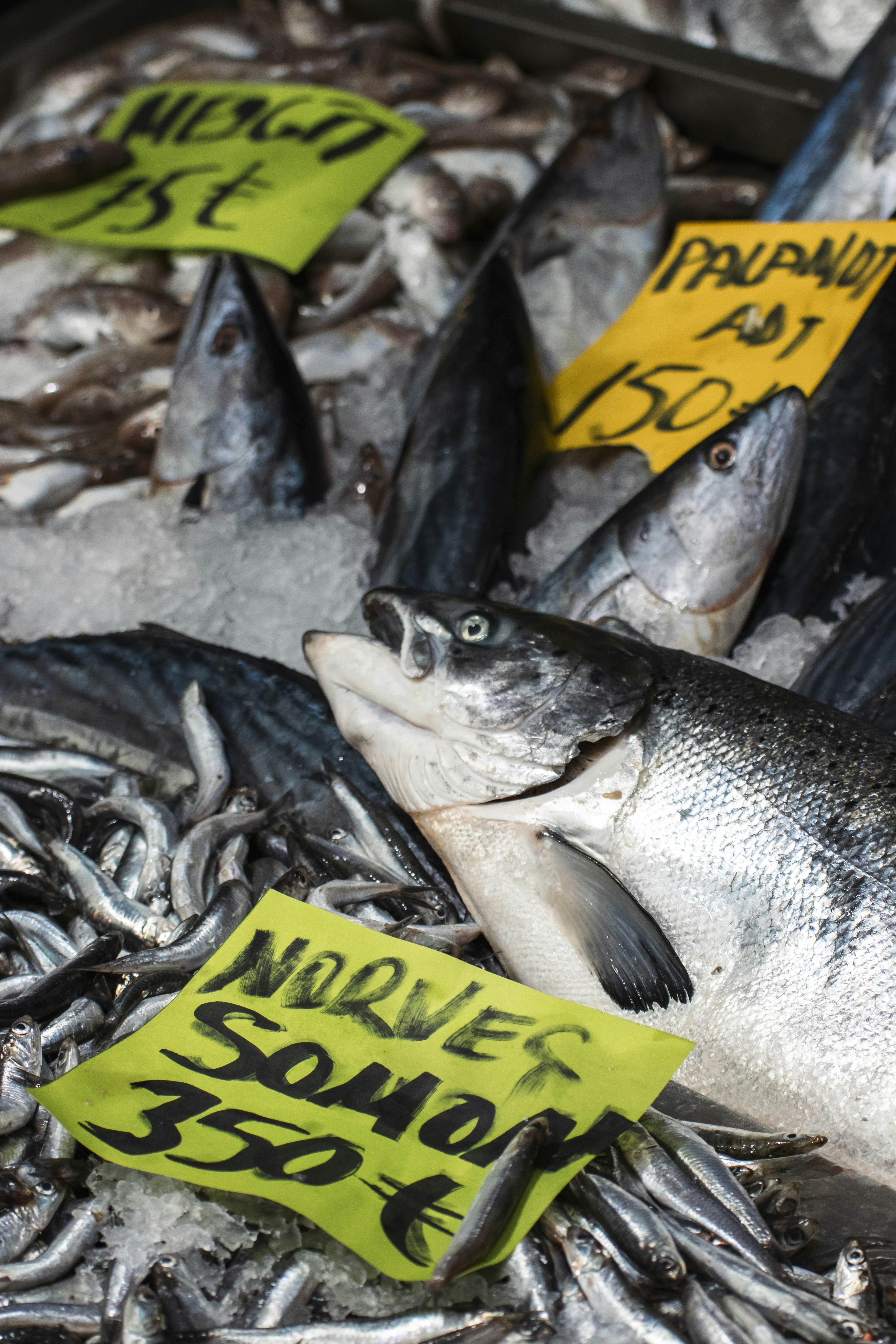 Photo by burakbasgoze