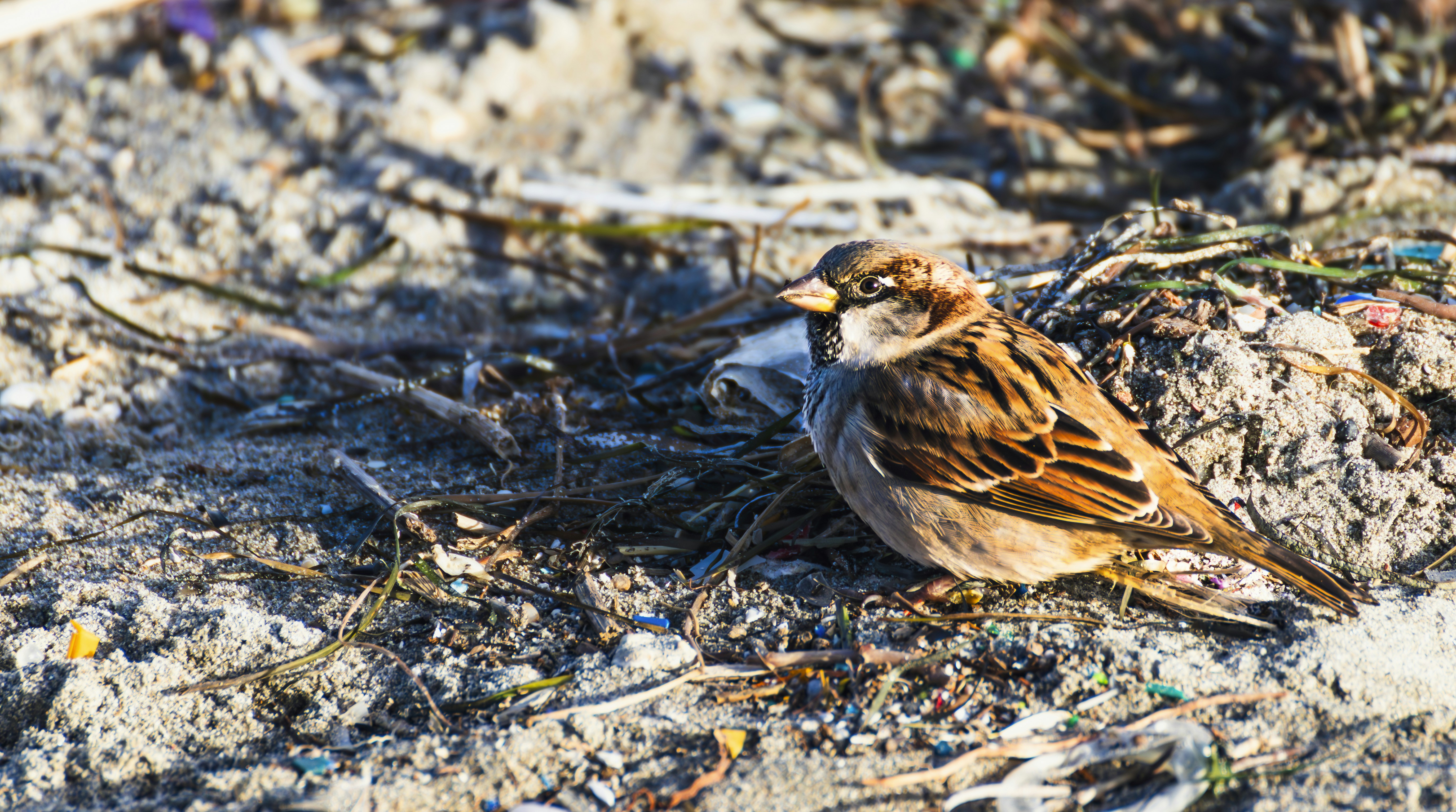 Photo by burakbasgoze