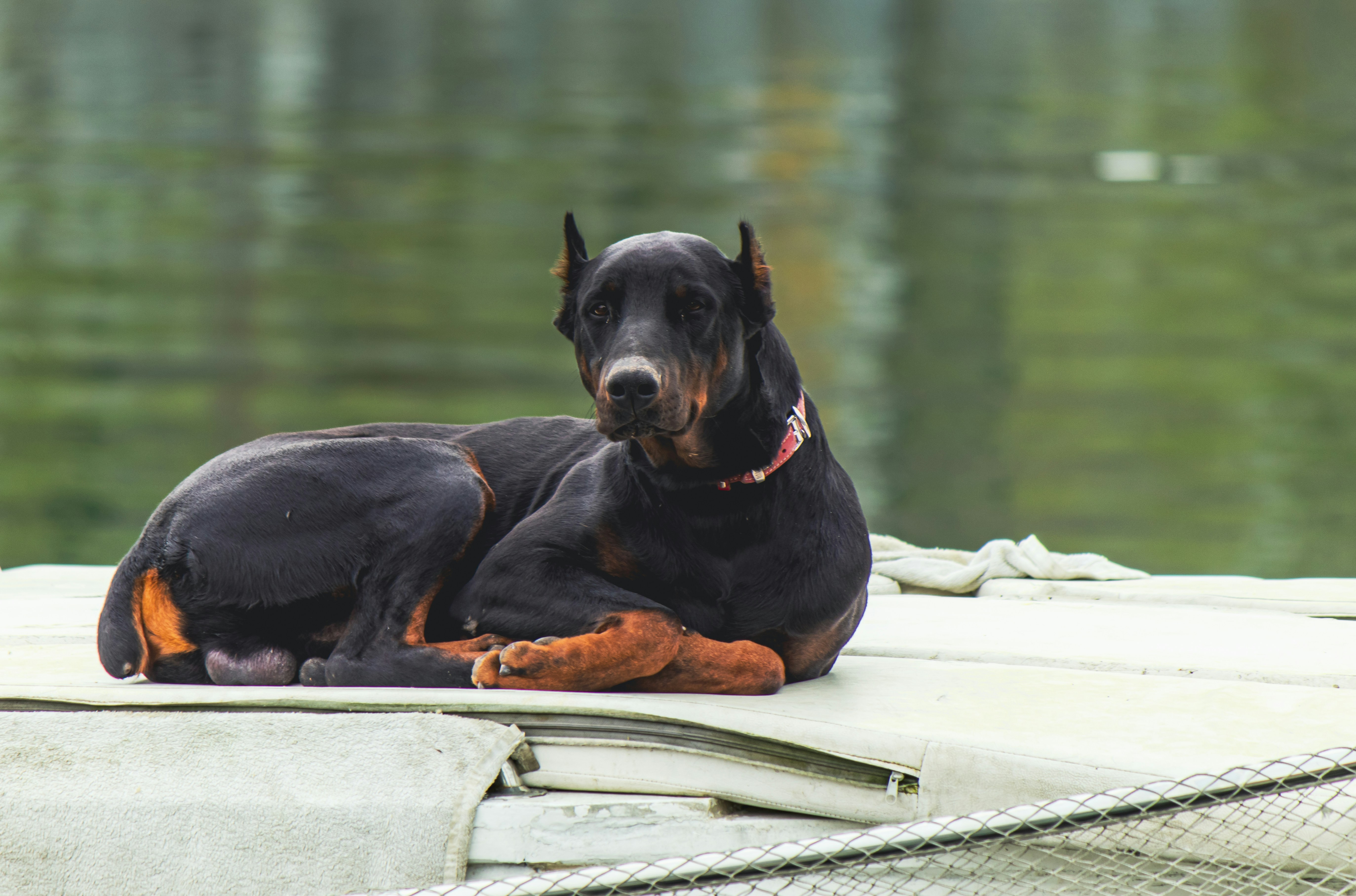 A black and brown dog laying on top of a boat