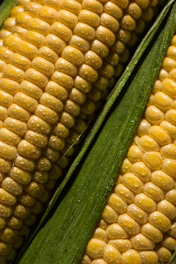 A close up of corn on the cob