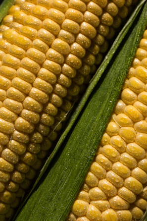 A close up of corn on the cob