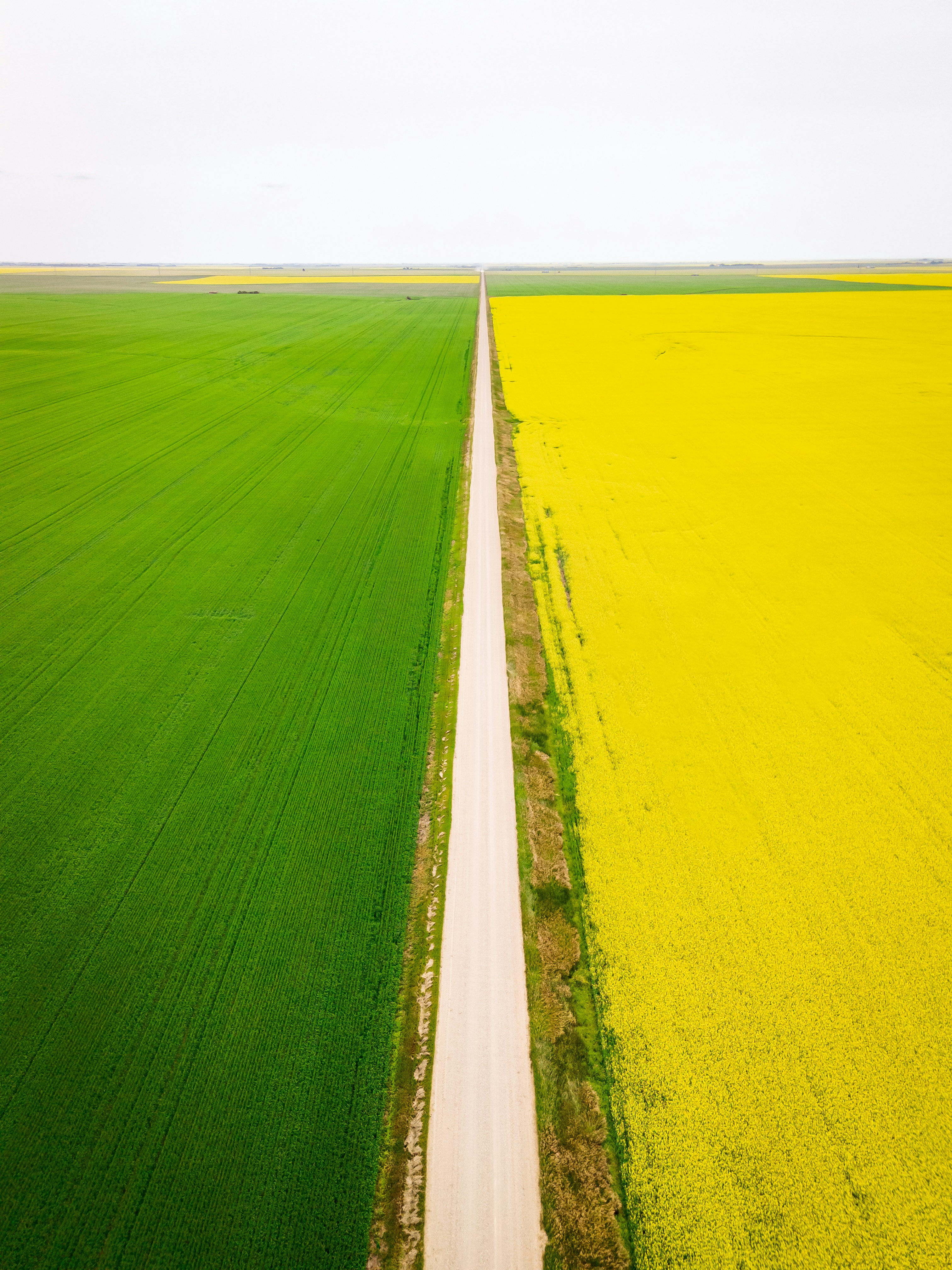 Two white lines in the middle of a green field