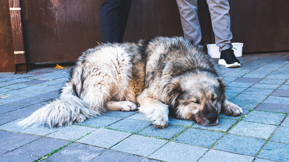 Caucasian Shepherd Dog, photo 4