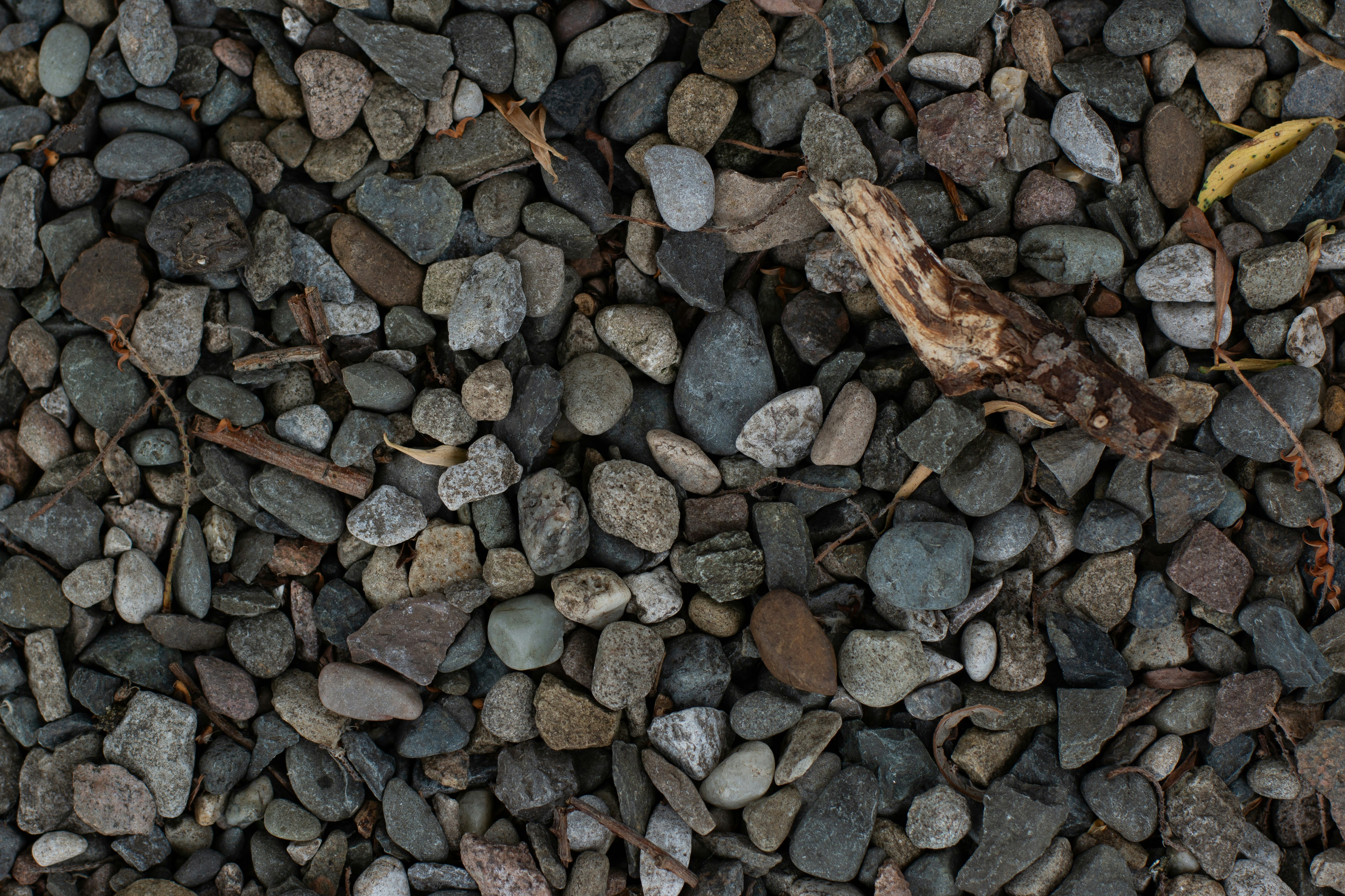 A bunch of rocks and leaves on the ground