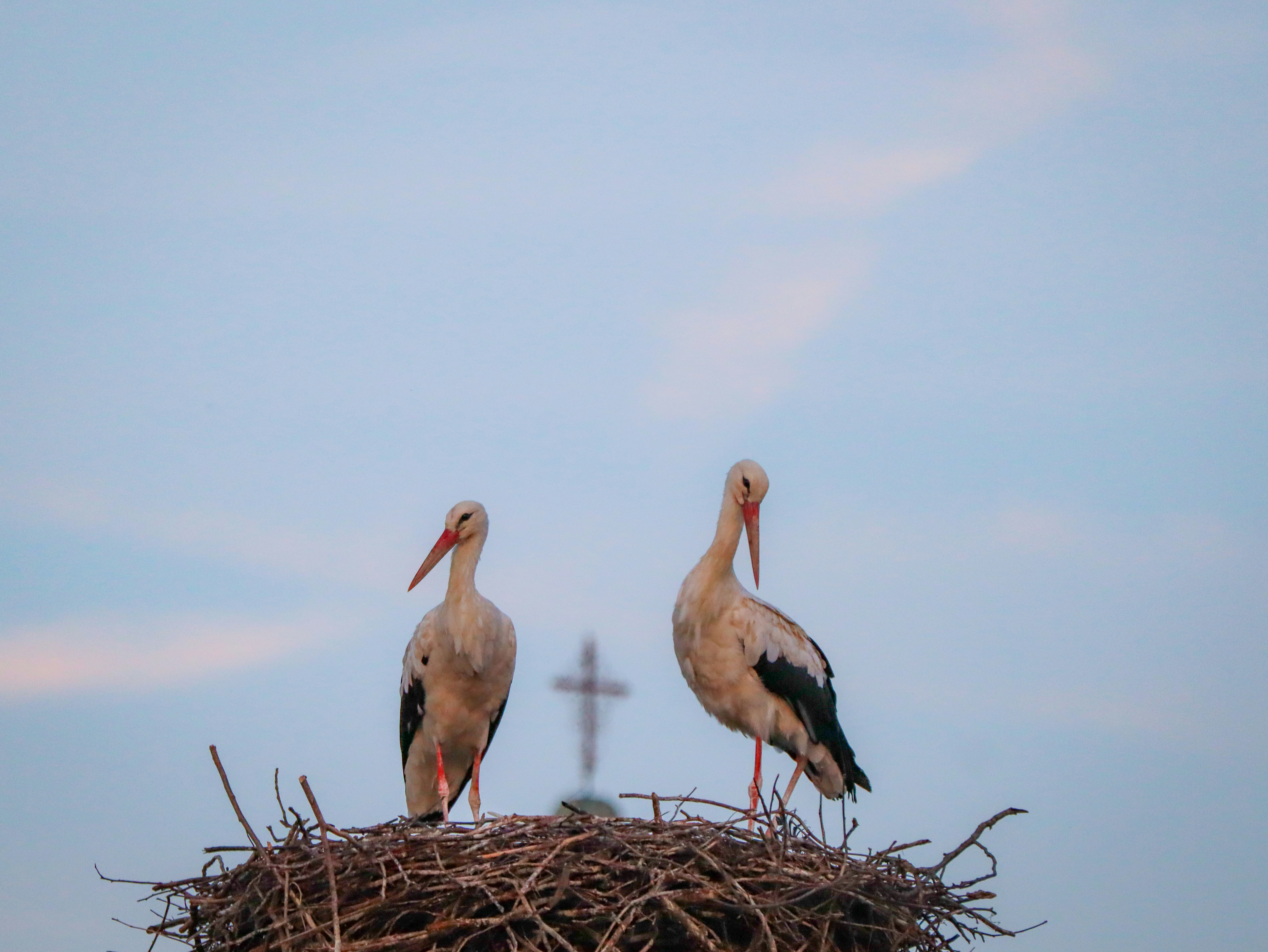Two birds standing on top of a nest