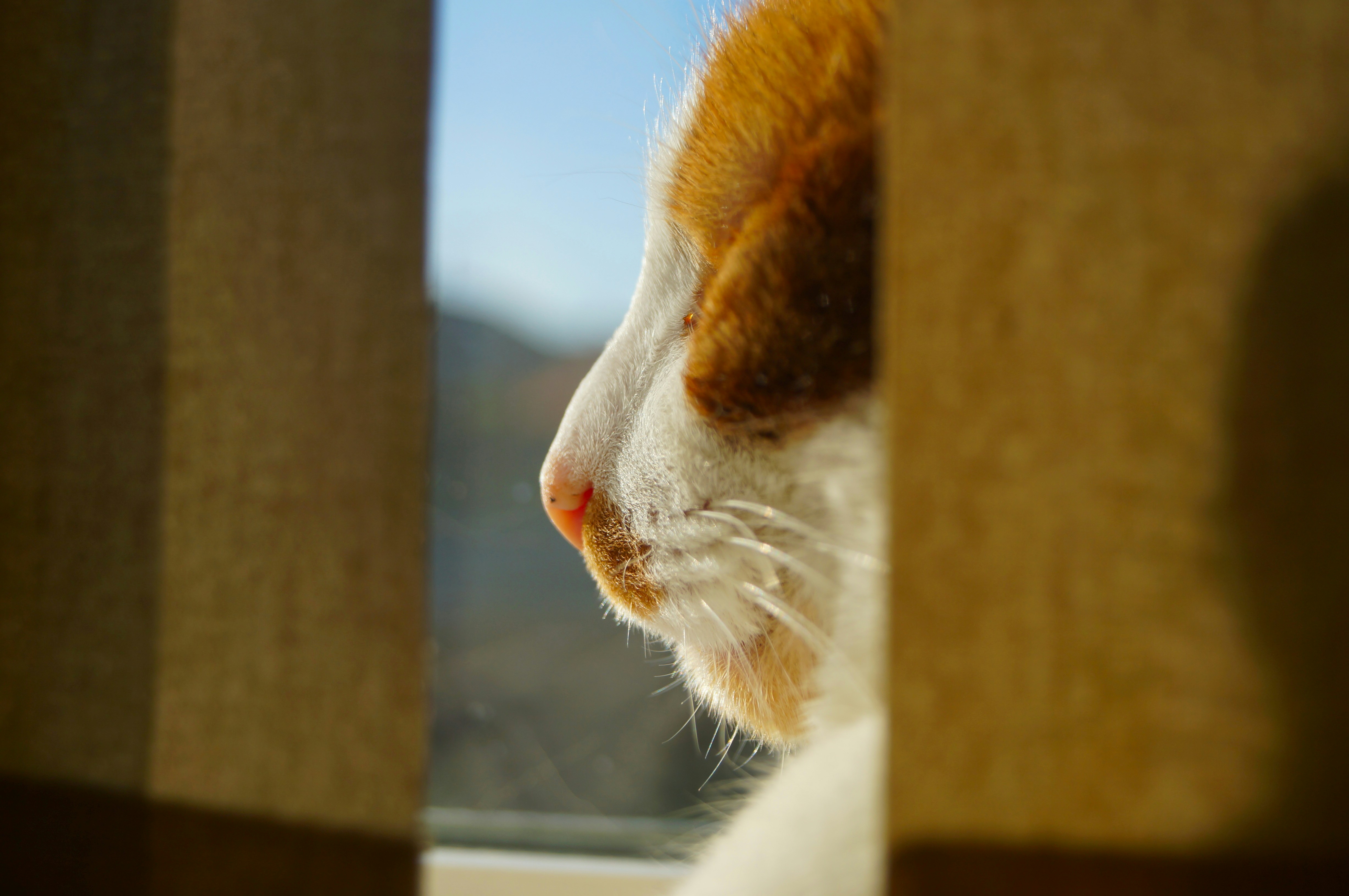 Un primer plano de un gato mirando por una ventana