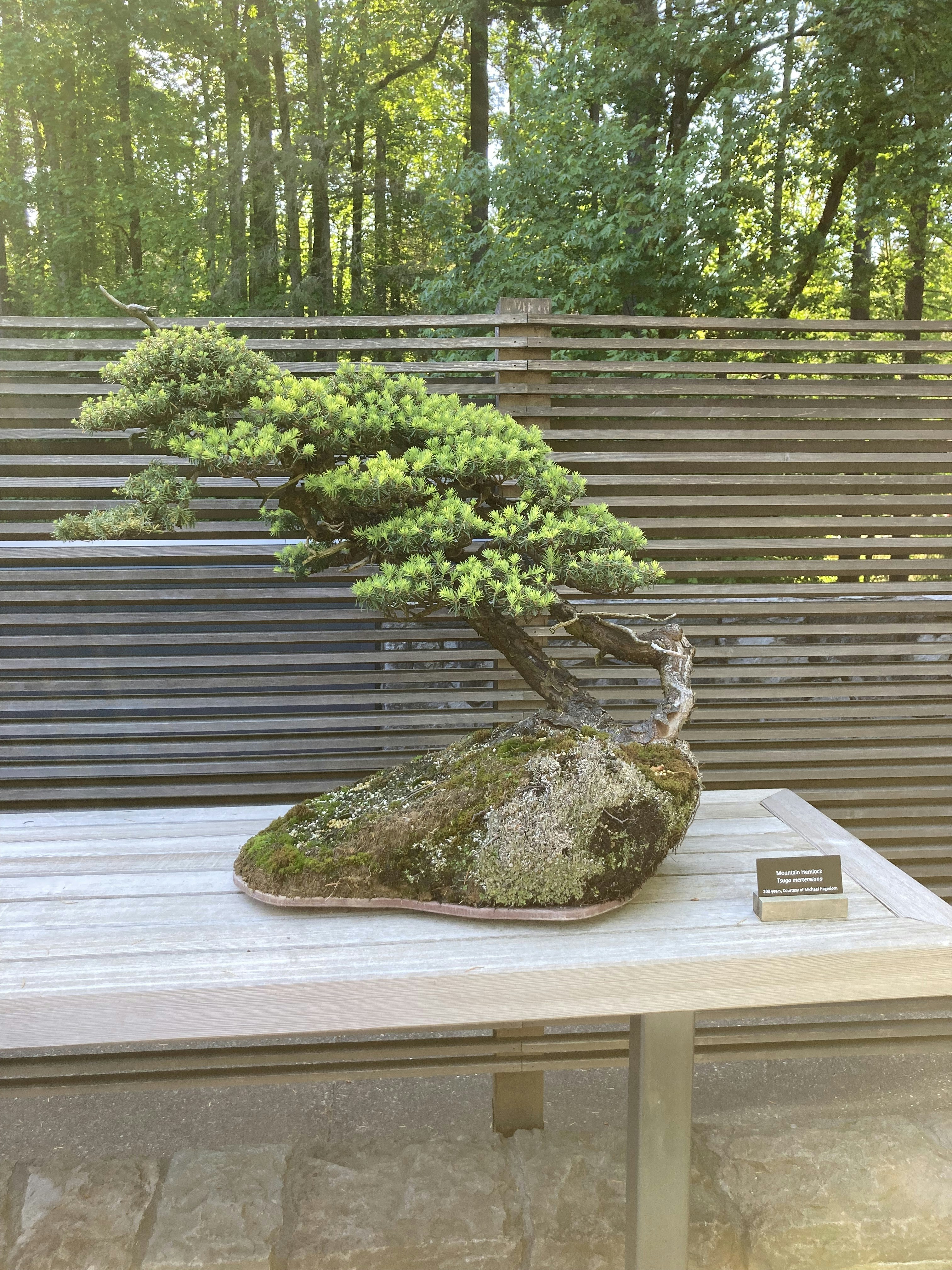 The image features a Mountain Hemlock (Tsuga mertensiana) bonsai