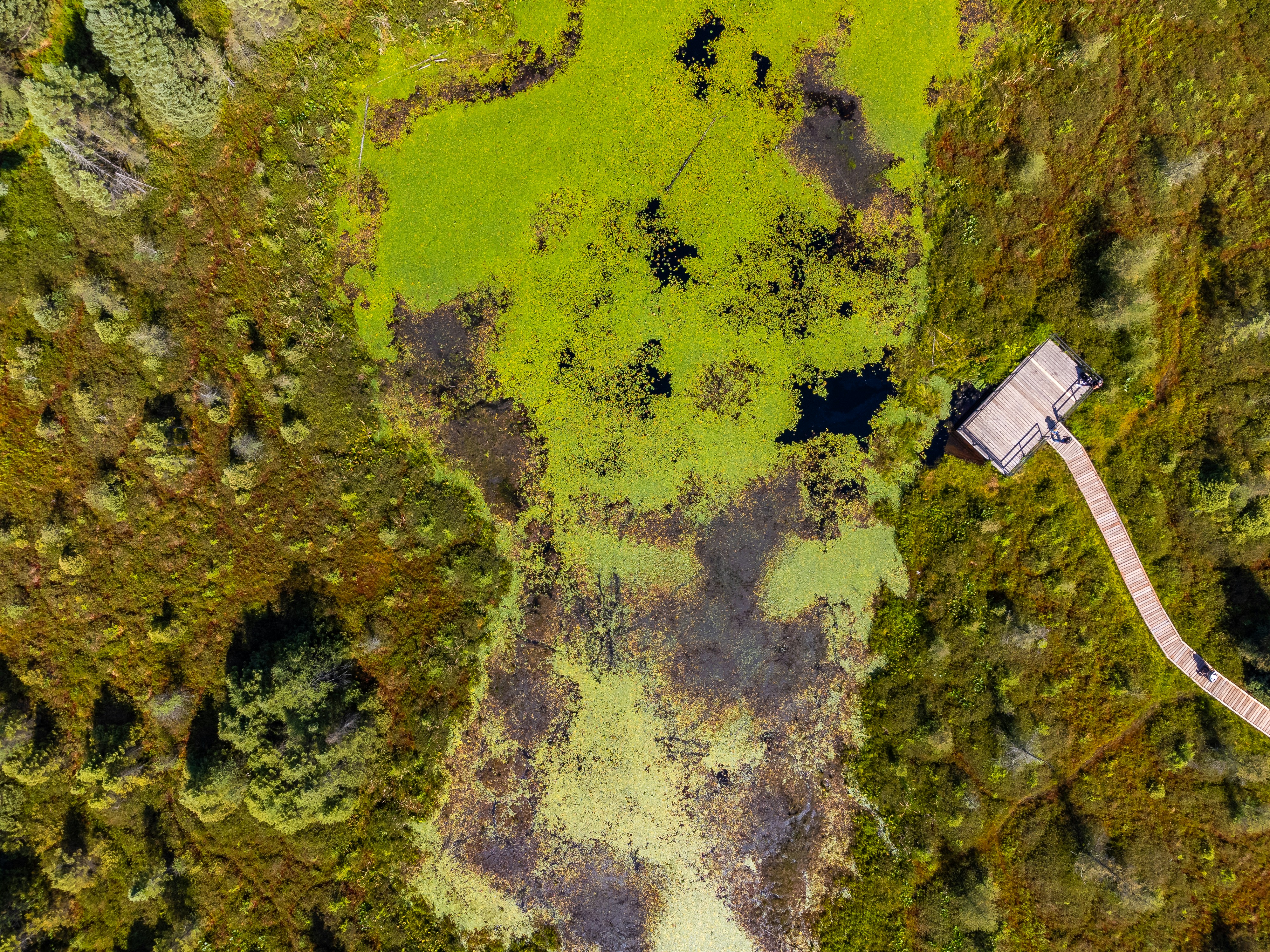 An aerial view of a green field and a road