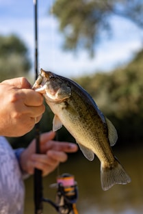 A man holding a fish on a fishing rod