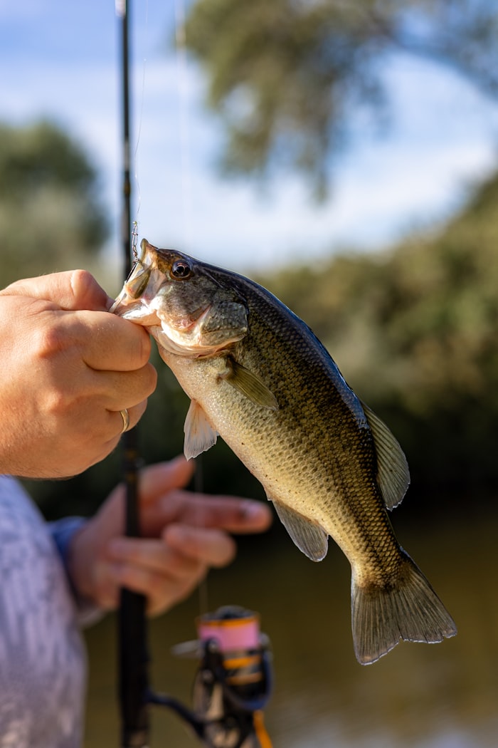 Bass fishing hook sizes