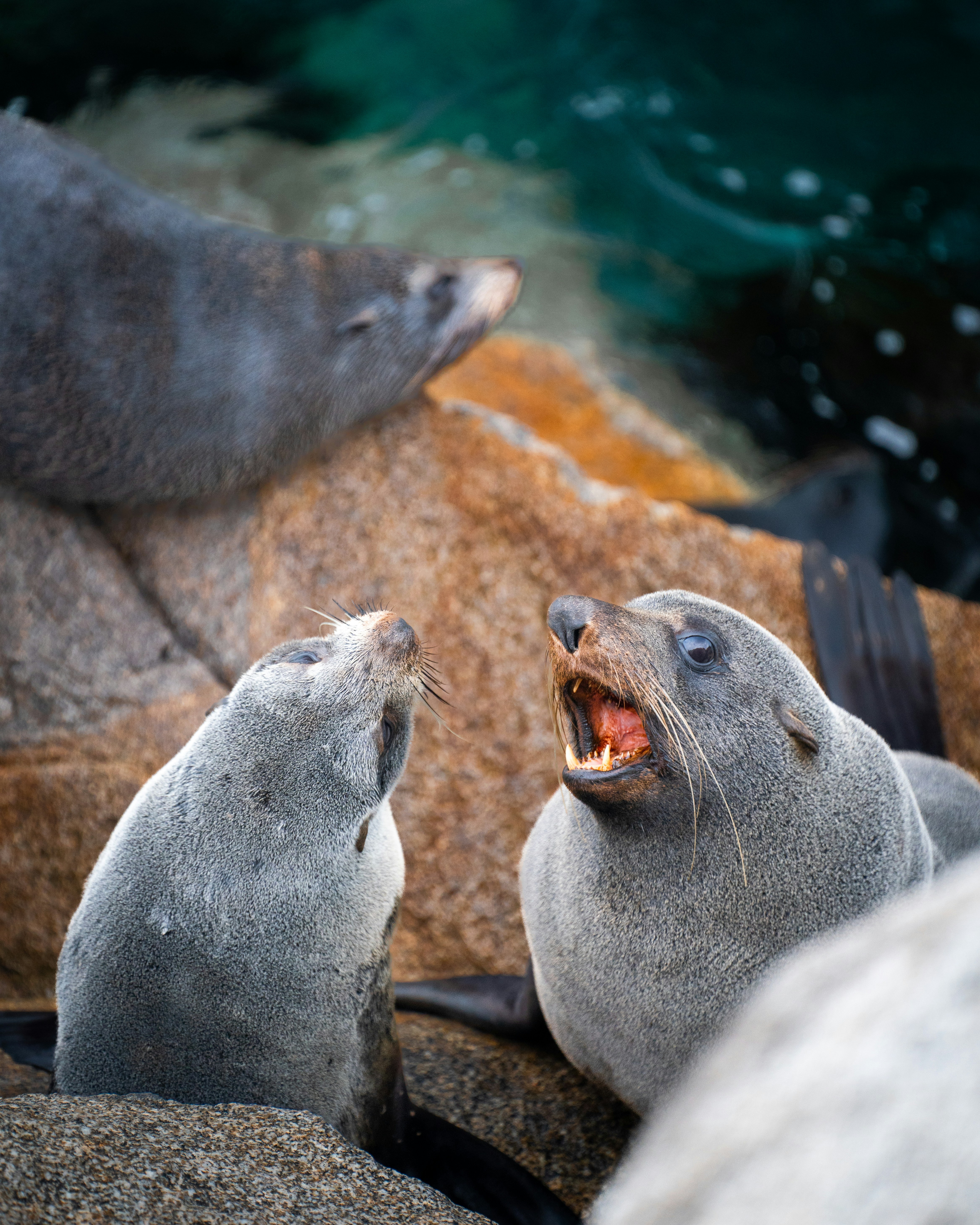 Seal Rocks, New South Wales