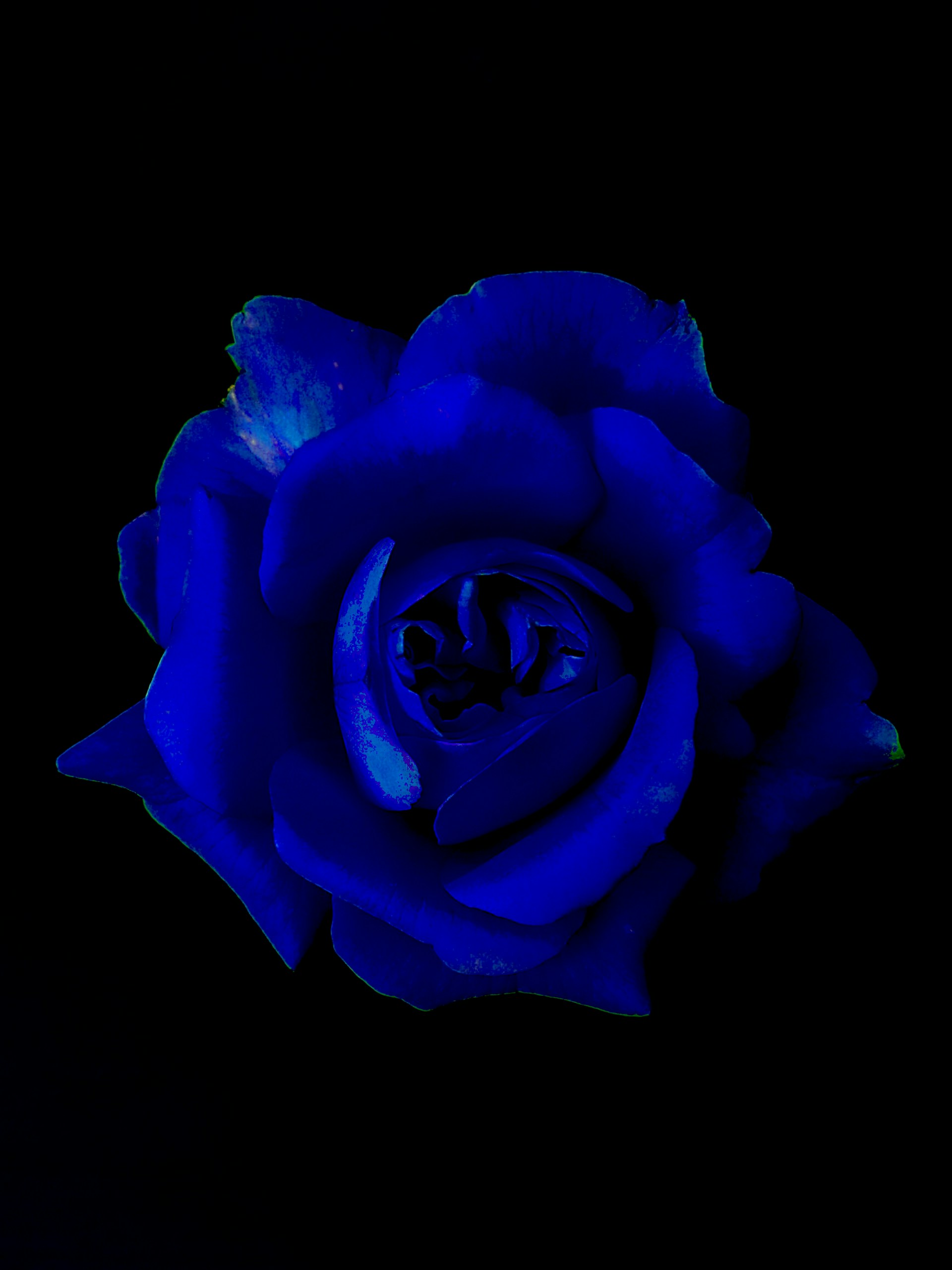 A blue rose in the dark on a black background