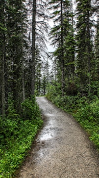 A dirt road in the middle of a forest