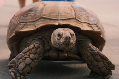 A close up of a tortoise on the ground