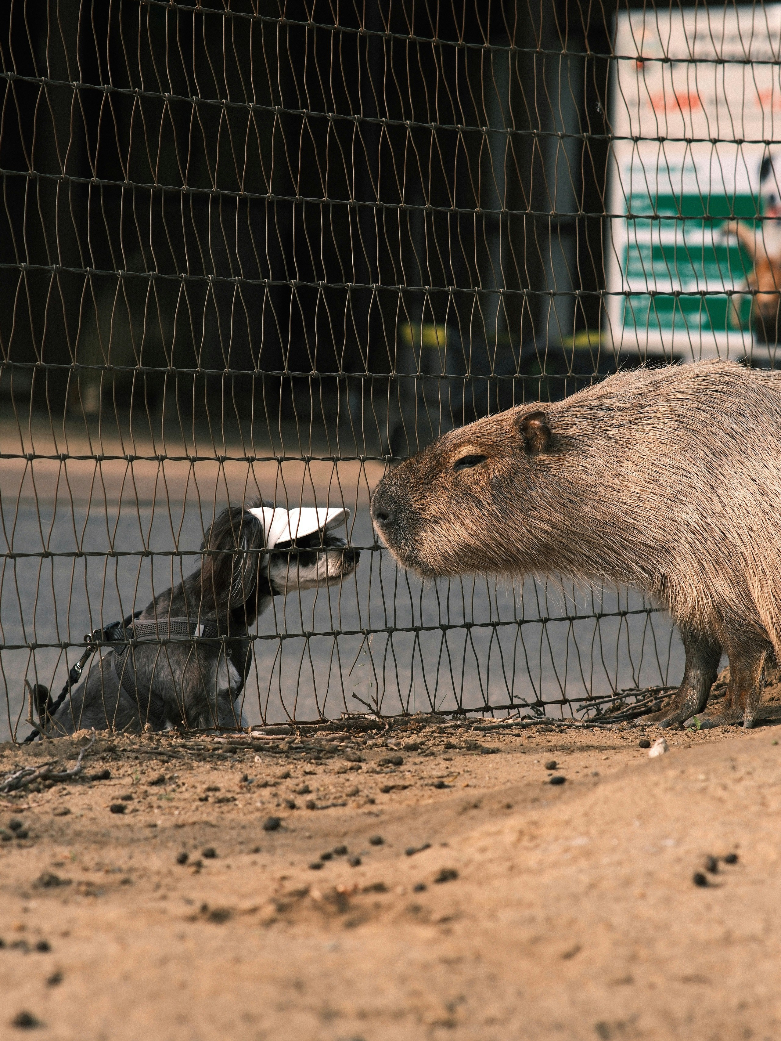 A couple of animals that are standing in the dirt