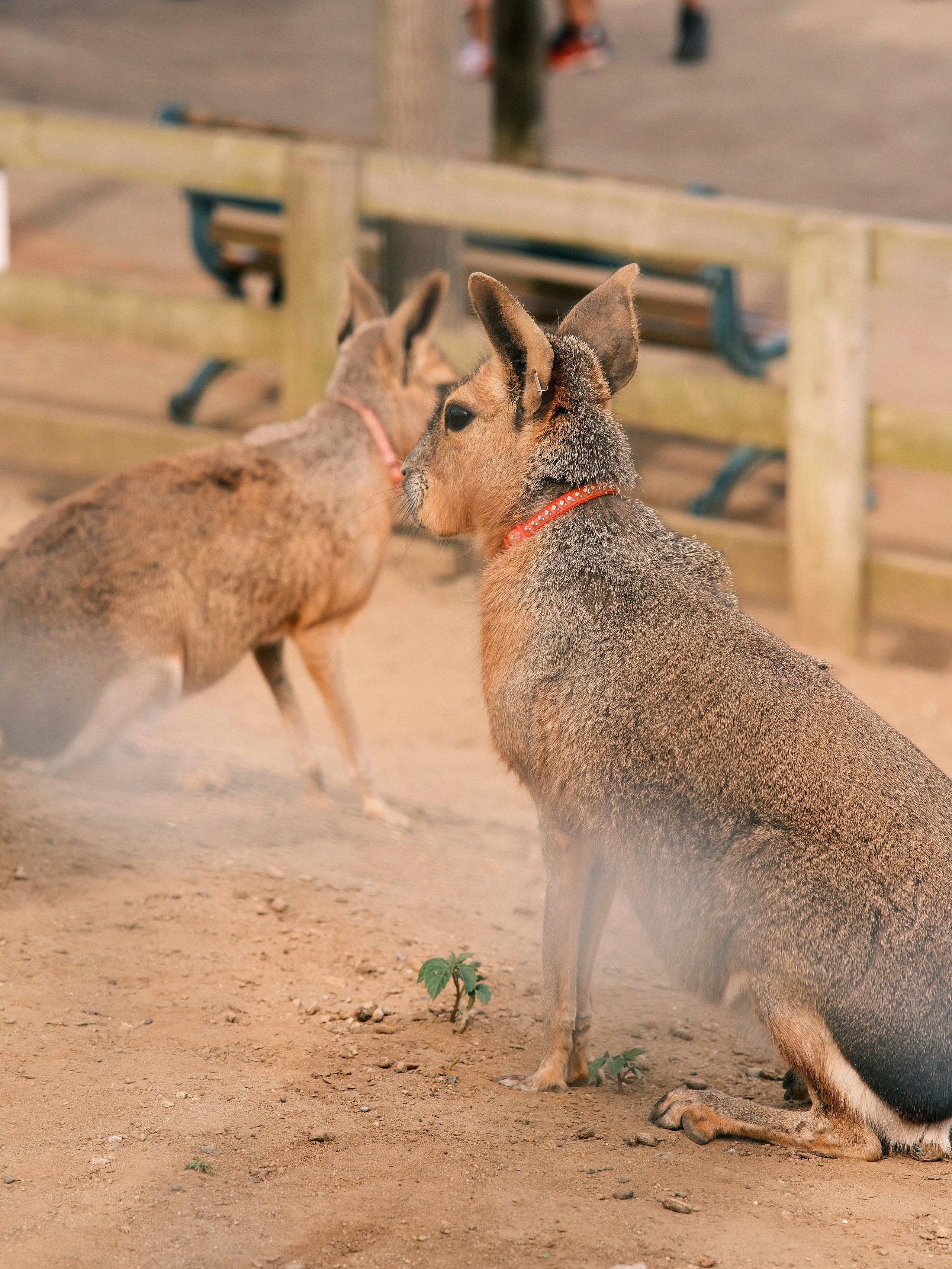 A couple of dogs that are standing in the dirt