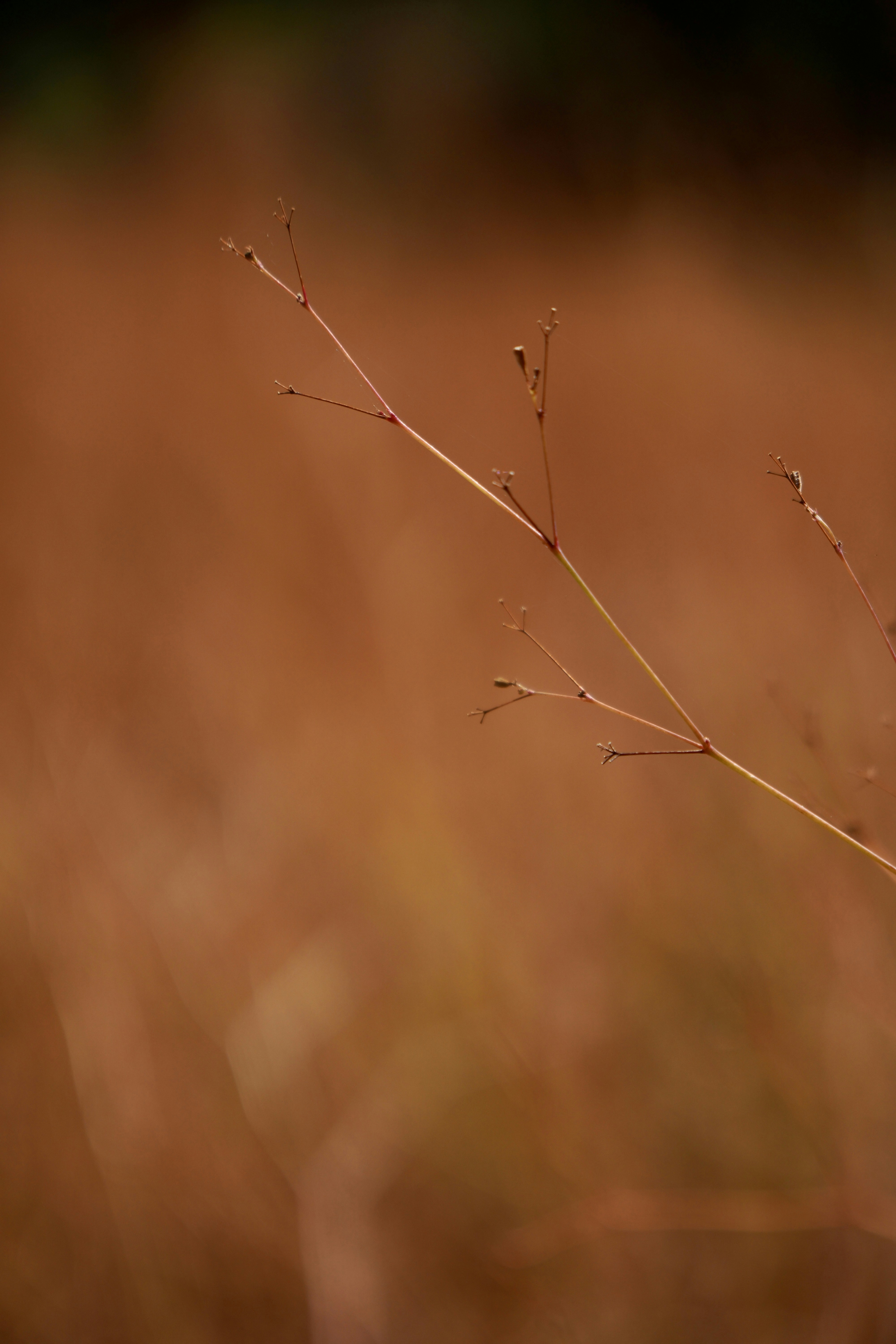 A blurry photo of a plant in a field